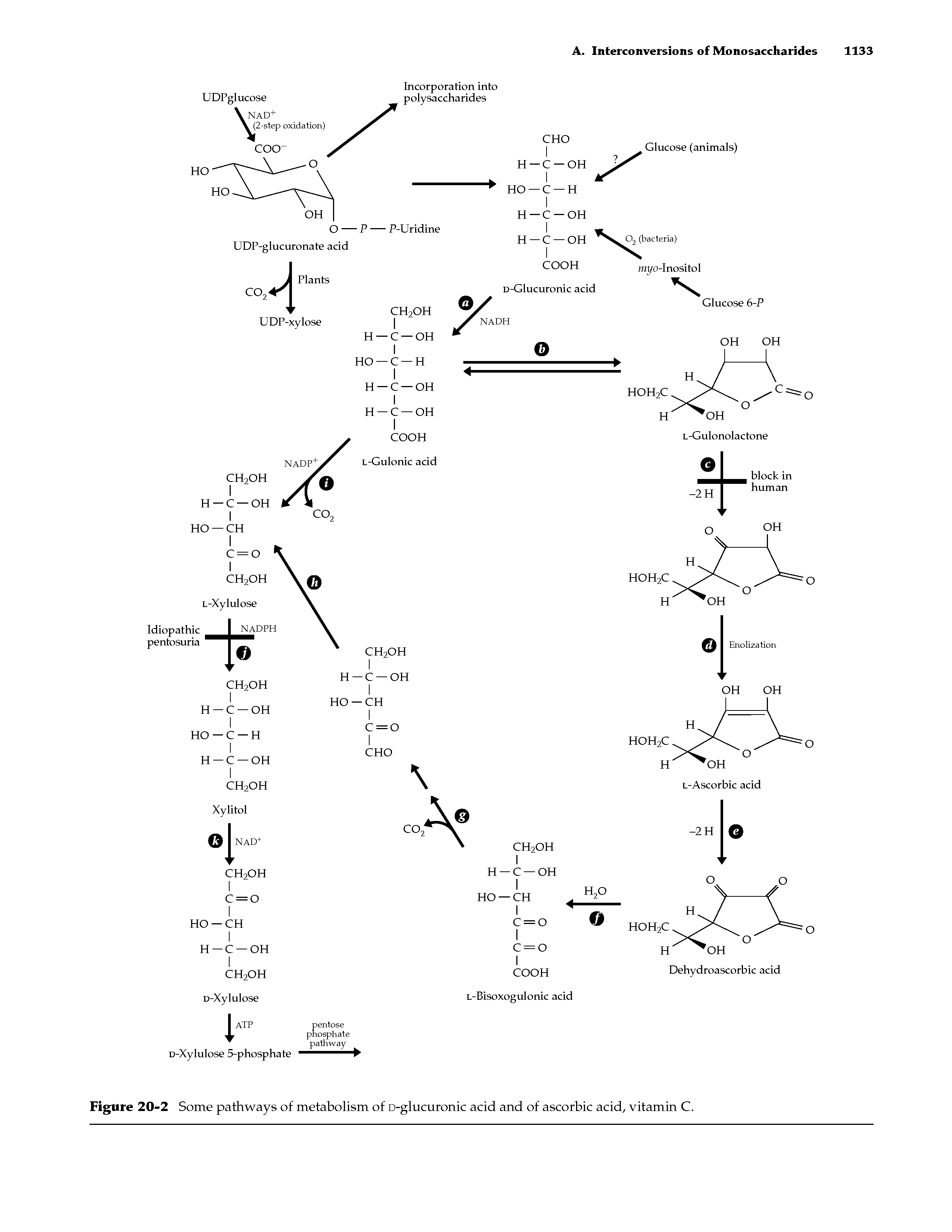 Figure 20-2 Some pathways of metabolism of D-glucuronic acid and of ascorbic acid, vitamin C.
