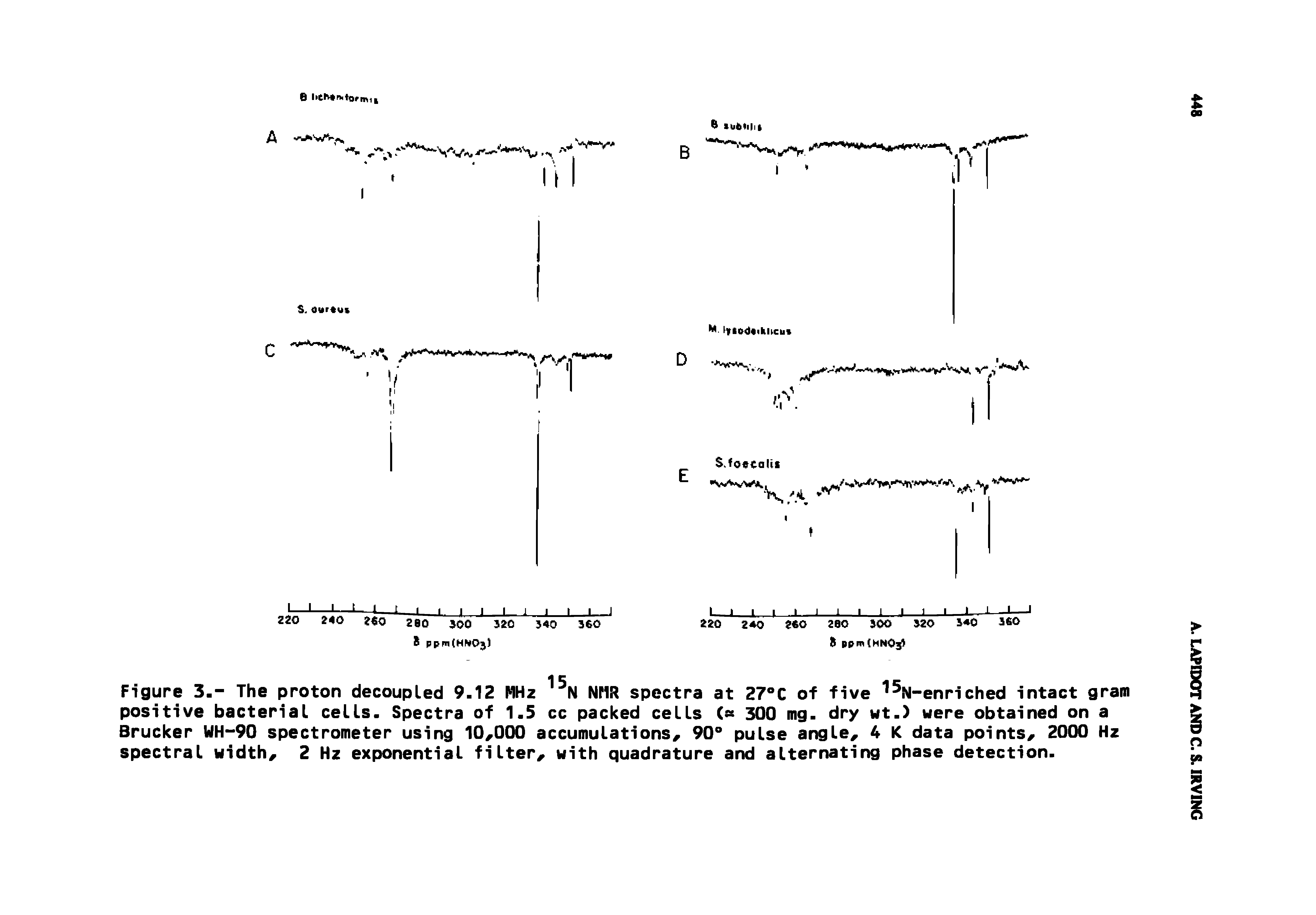 Figure 3.- The proton decoupled 9.12 MHz NMR spectra at 27 C of five ISig-enriched intact gram positive bacterial cells. Spectra of 1.5 cc packed cells ( 300 mg. dry wt.) were obtained on a Brucker UH-90 spectrometer using 10,000 accumulations, 90° pulse angle, 4 K data points, 2000 Hz spectral width, 2 Hz exponential filter, with quadrature and alternating phase detection.