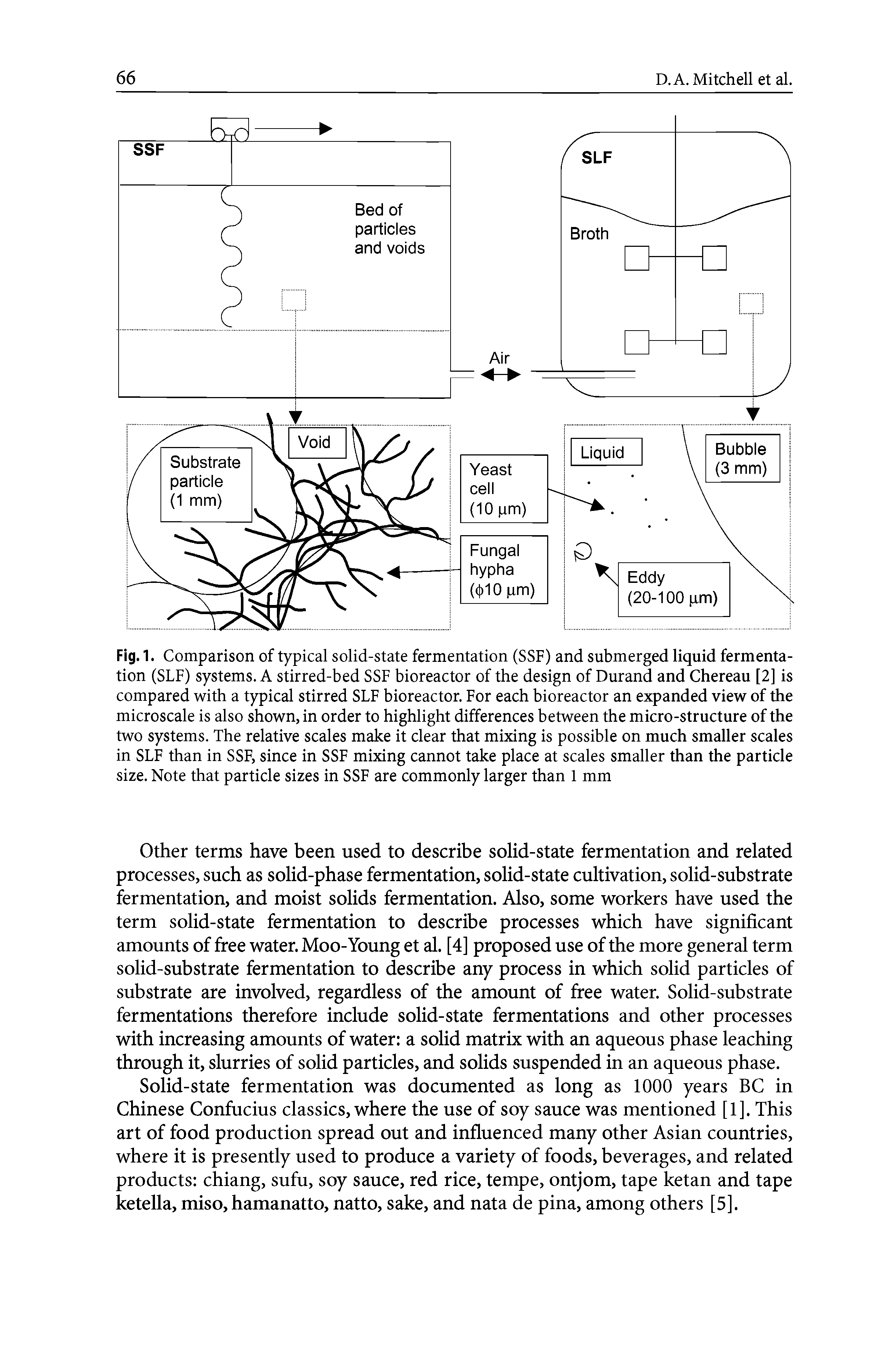 Fig. 1. Comparison of typical solid-state fermentation (SSF) and submerged liquid fermentation (SLF) systems. A stirred-bed SSF bioreactor of the design of Durand and Chereau [2] is compared with a typical stirred SLF bioreactor. For each bioreactor an expanded view of the microscale is also shown, in order to highlight differences between the micro-structure of the two systems. The relative scales make it clear that mixing is possible on much smaller scales in SLF than in SSF, since in SSF mixing cannot take place at scales smaller than the particle size. Note that particle sizes in SSF are commonly larger than 1 mm...