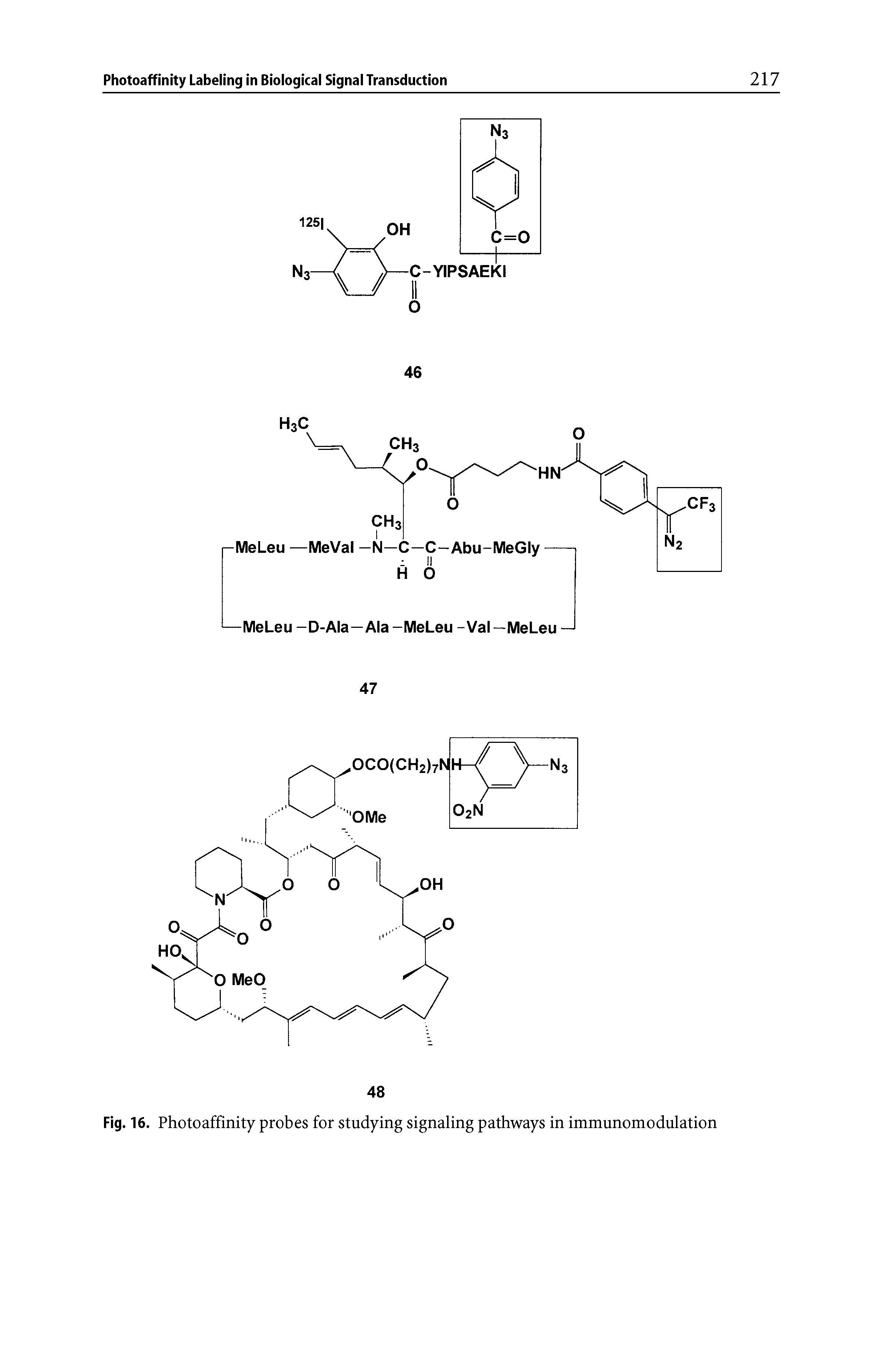 Fig. 16. Photoaffinity probes for studying signaling pathways in immunomodulation...