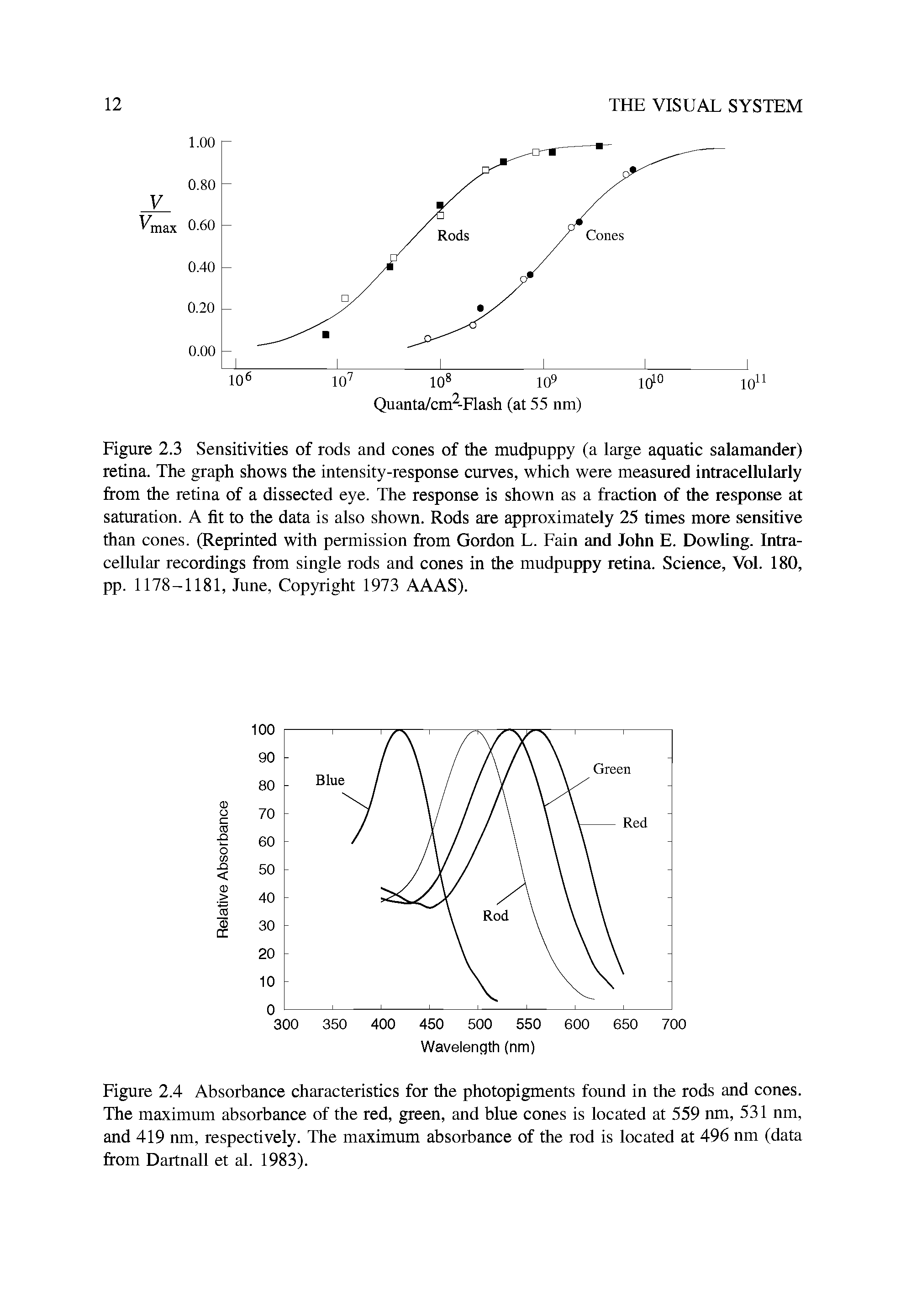 Figure 2.4 Absorbance characteristics for the photopigments found in the rods and cones. The maximum absorbance of the red, green, and blue cones is located at 559 nm, 531 nm, and 419 nm, respectively. The maximum absorbance of the rod is located at 496 nm (data from Dartnall et al. 1983).