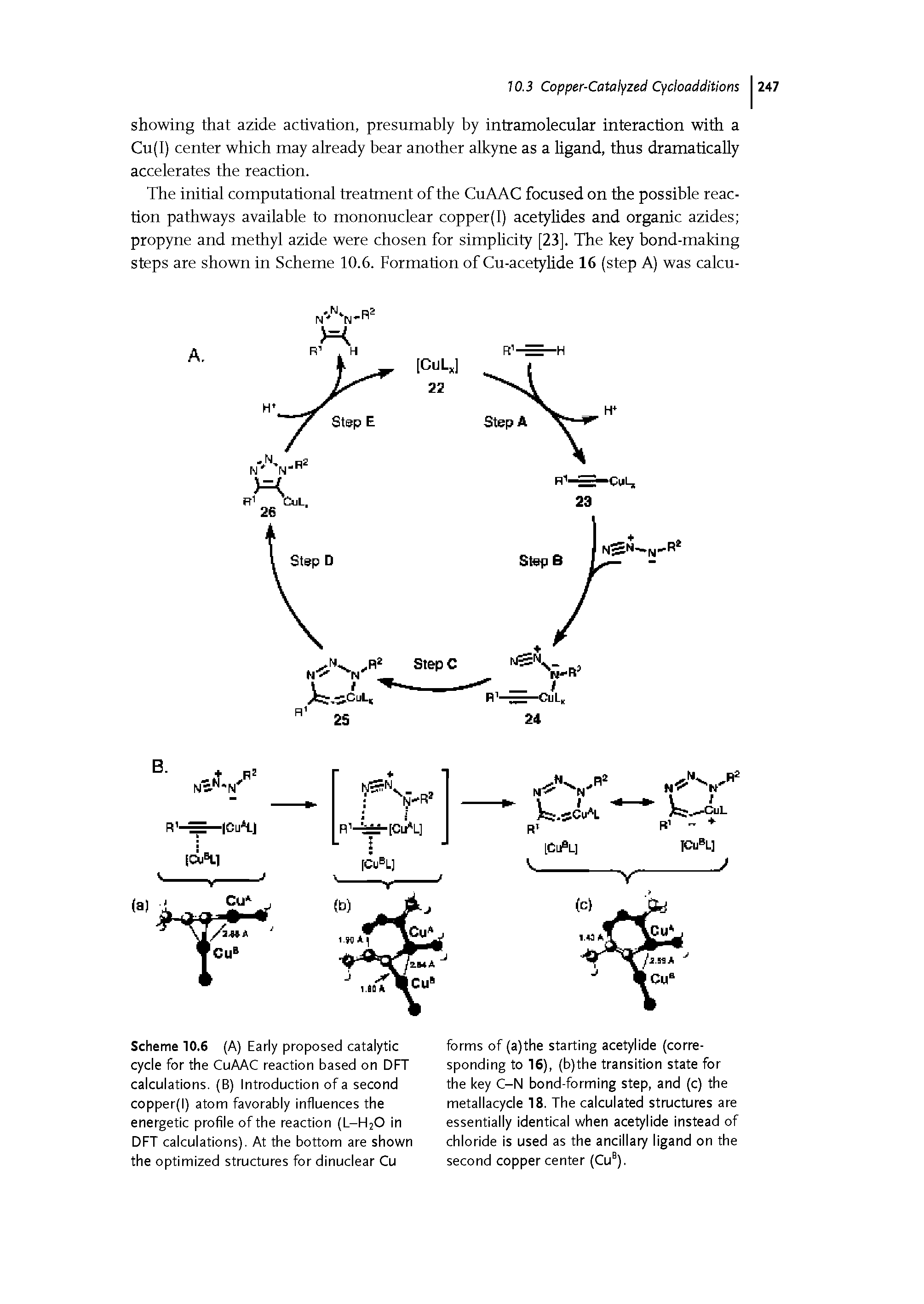 Scheme 10.6 (A) Early proposed catalytic cycle for the CuAAC reaction based on DFT calculations. (B) Introduction of a second copper(l) atom favorably influences the energetic profile of the reaction (L-H2O in DFT calculations). At the bottom are shown the optimized structures for dinuclear Cu...