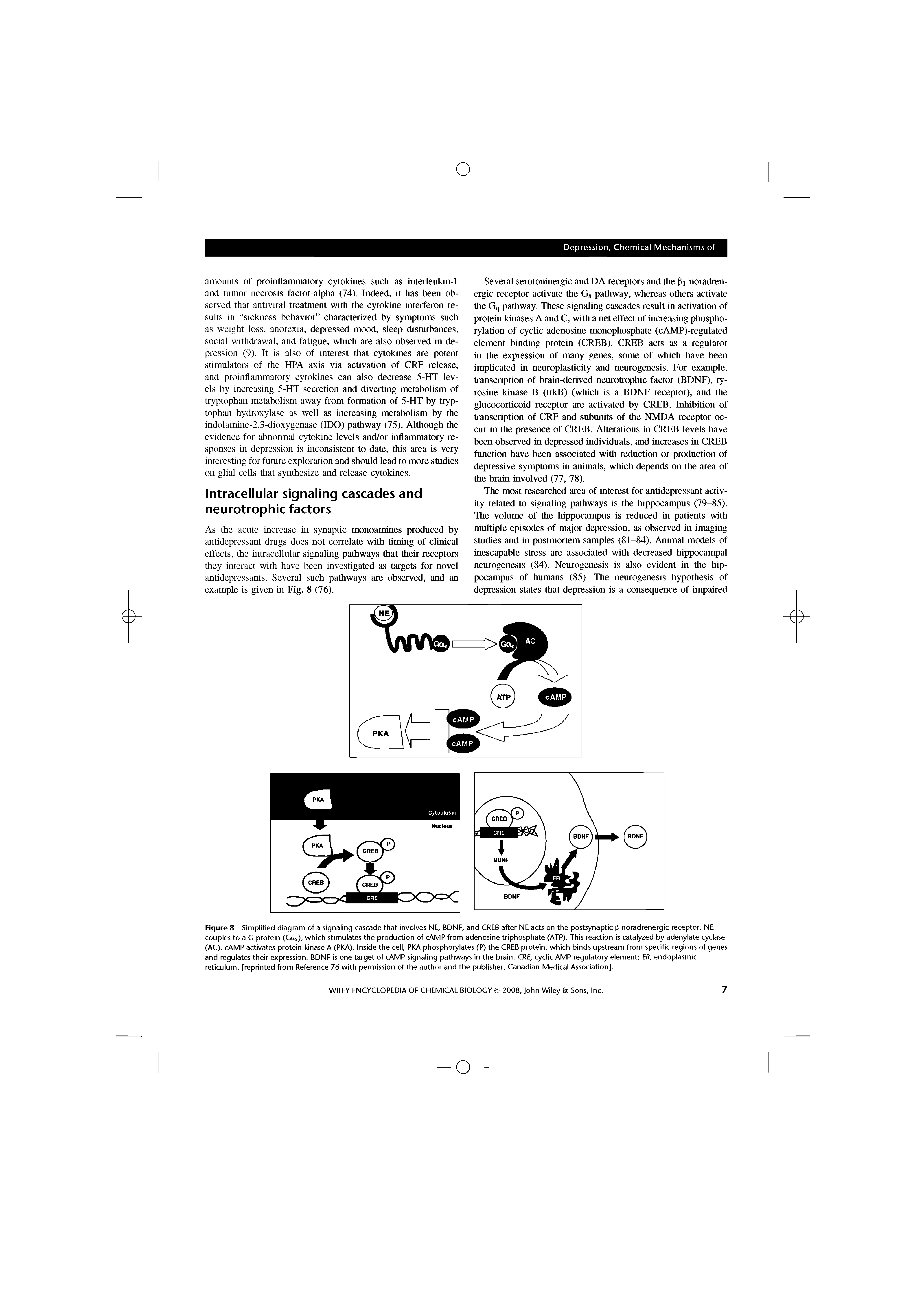 Figure 8 Simplified diagram of a signaling cascade that involves NE, BDNF, and CREB after NE acts on the postsynaptic fi-noradrenergic receptor. NE couples to a G protein (Gas), which stimulates the production of cAMP from adenosine triphosphate (ATP). This reaction is catalyzed by adenylate cyclase (AC). cAMP activates protein kinase A (PKA). Inside the cell, PKA phosphorylates (P) the CREB protein, which binds upstream from specific regions of genes and regulates their expression. BDNF is one target of cAMP signaling pathways in the brain. CRE, cyclic AMP regulatory element ER, endoplasmic reticulum, [reprinted from Reference 76 with permission of the author and the publisher, Canadian Medical Association].