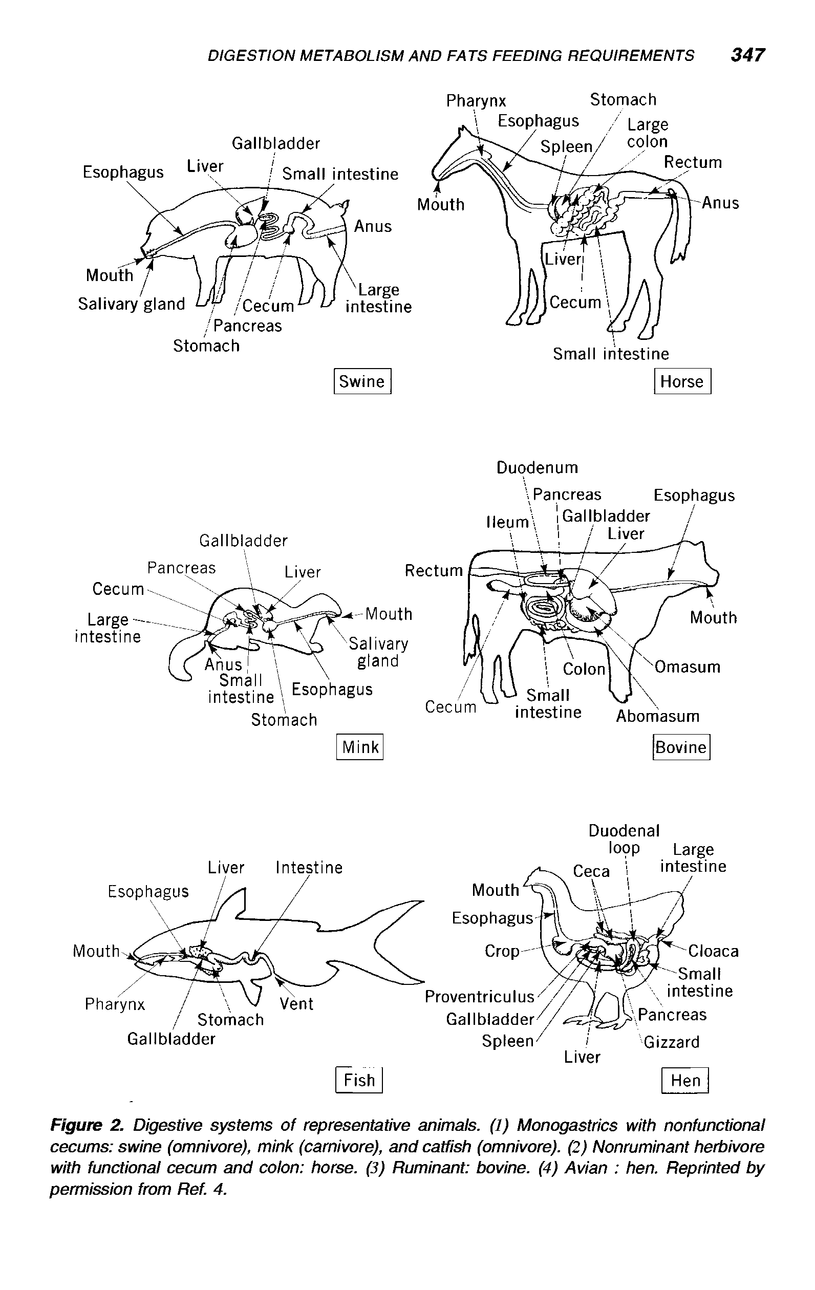 Figure 2. Digestive systems of representative animals. (1) Monogastrics with nonfunctional cecums swine (omnivore), mink (carnivore), and catfish (omnivore). (2) Nonruminant herbivore with functional cecum and colon horse. (3) Ruminant bovine. (4) Avian hen. Reprinted by permission from Ref. 4.