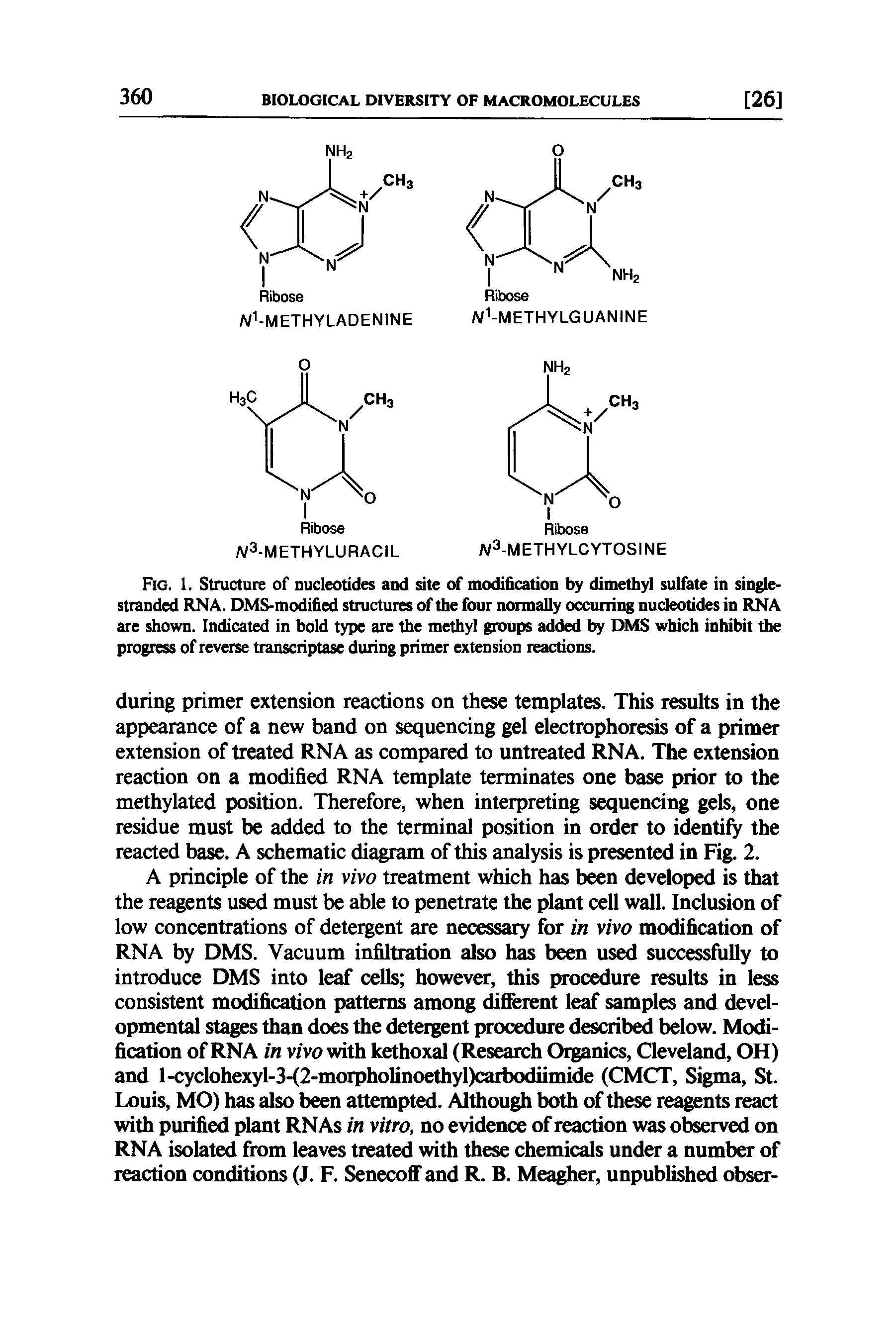 Fig. 1. Structure of nucleotides and site of modification by dimethyl sulfate in single-stranded RNA. DMS-modified structures of the four normally occurring nucleotides in RNA are shown. Indicated in bold type are the methyl groups added by DMS which inhibit the progress of reverse transcriptase during primer extension reactions.