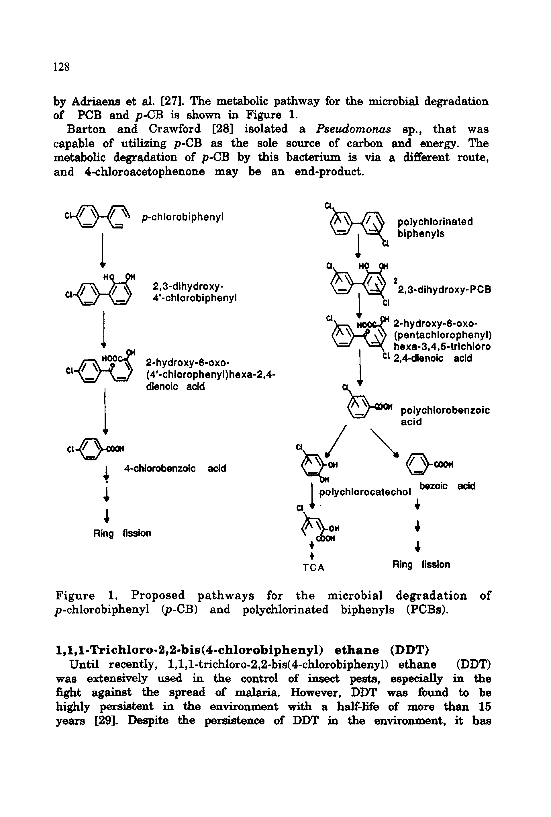 Figure 1. Proposed pathways for the microbial degradation of p-chlorobiphenyl (p-CB) and polychlorinated biphenyls (PCBs).