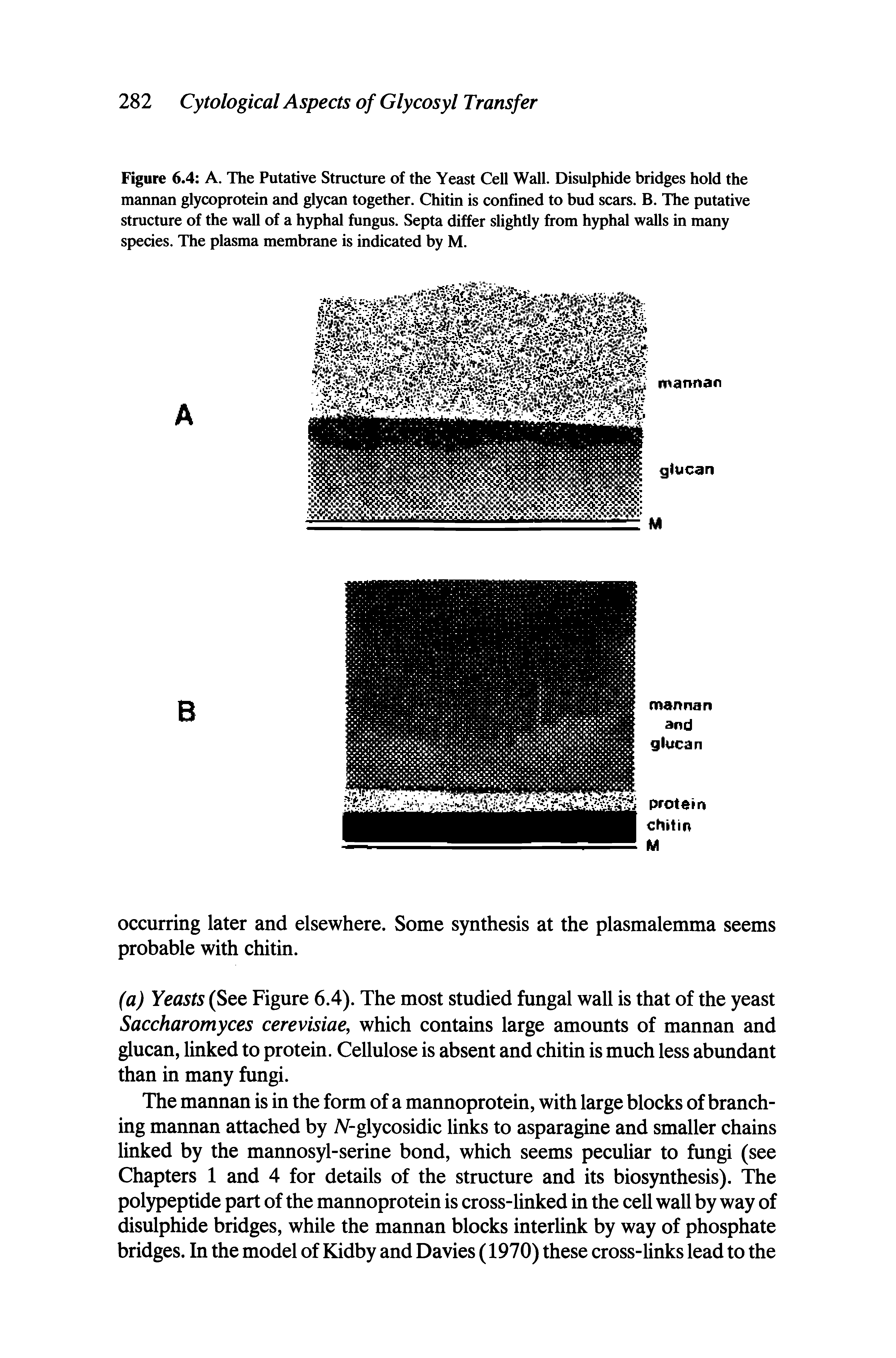 Figure 6.4 A. The Putative Structure of the Yeast Cell Wall. Disulphide bridges hold the mannan glycoprotein and glycan together. Chitin is confined to bud scars. B. The putative structure of the wall of a hyphal fungus. Septa differ slightly from hyphal walls in many species. The plasma membrane is indicated by M.