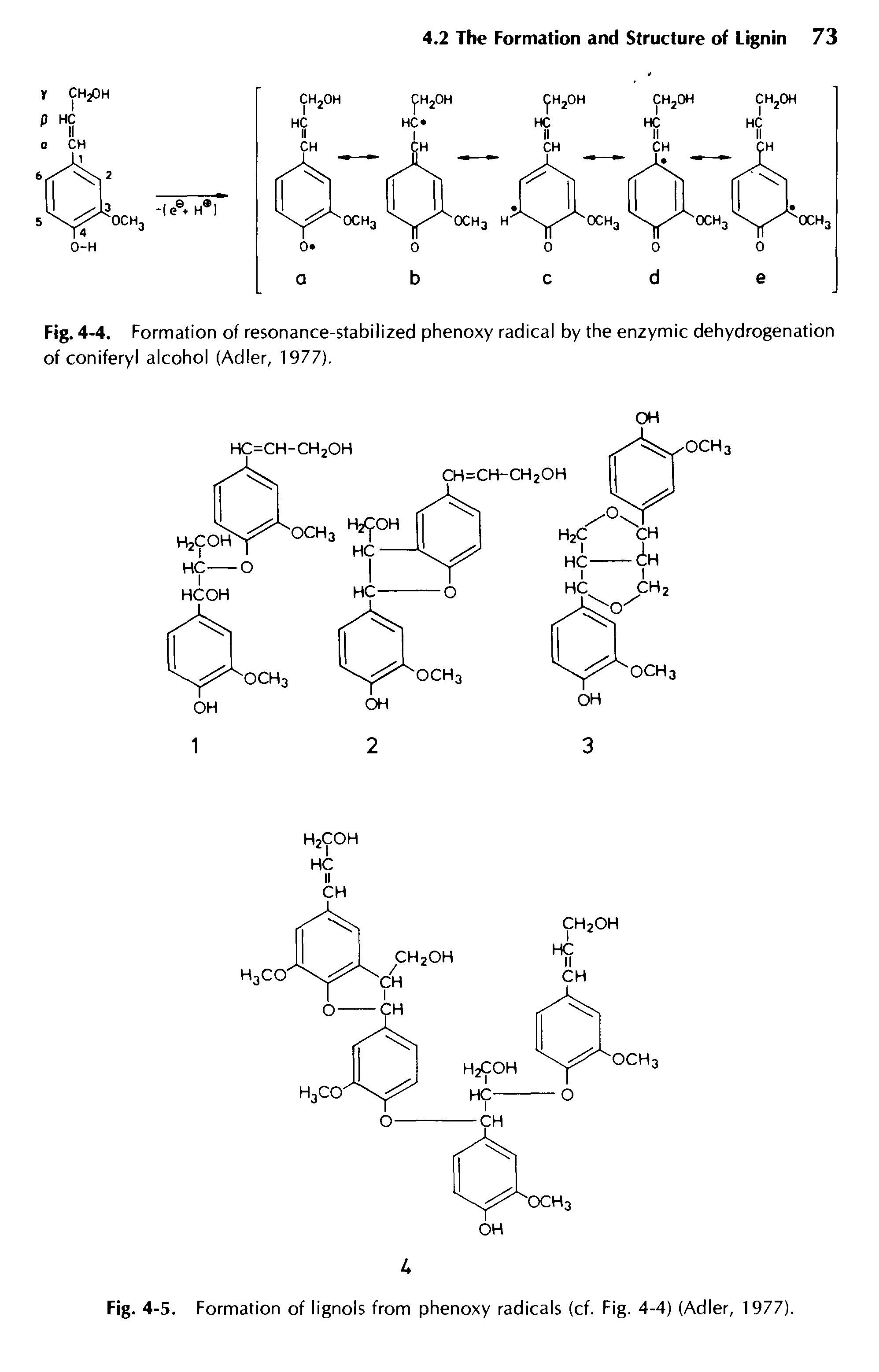Fig. 4-4. Formation of resonance-stabilized phenoxy radical by the enzymic dehydrogenation of coniferyl alcohol (Adler, 1977).