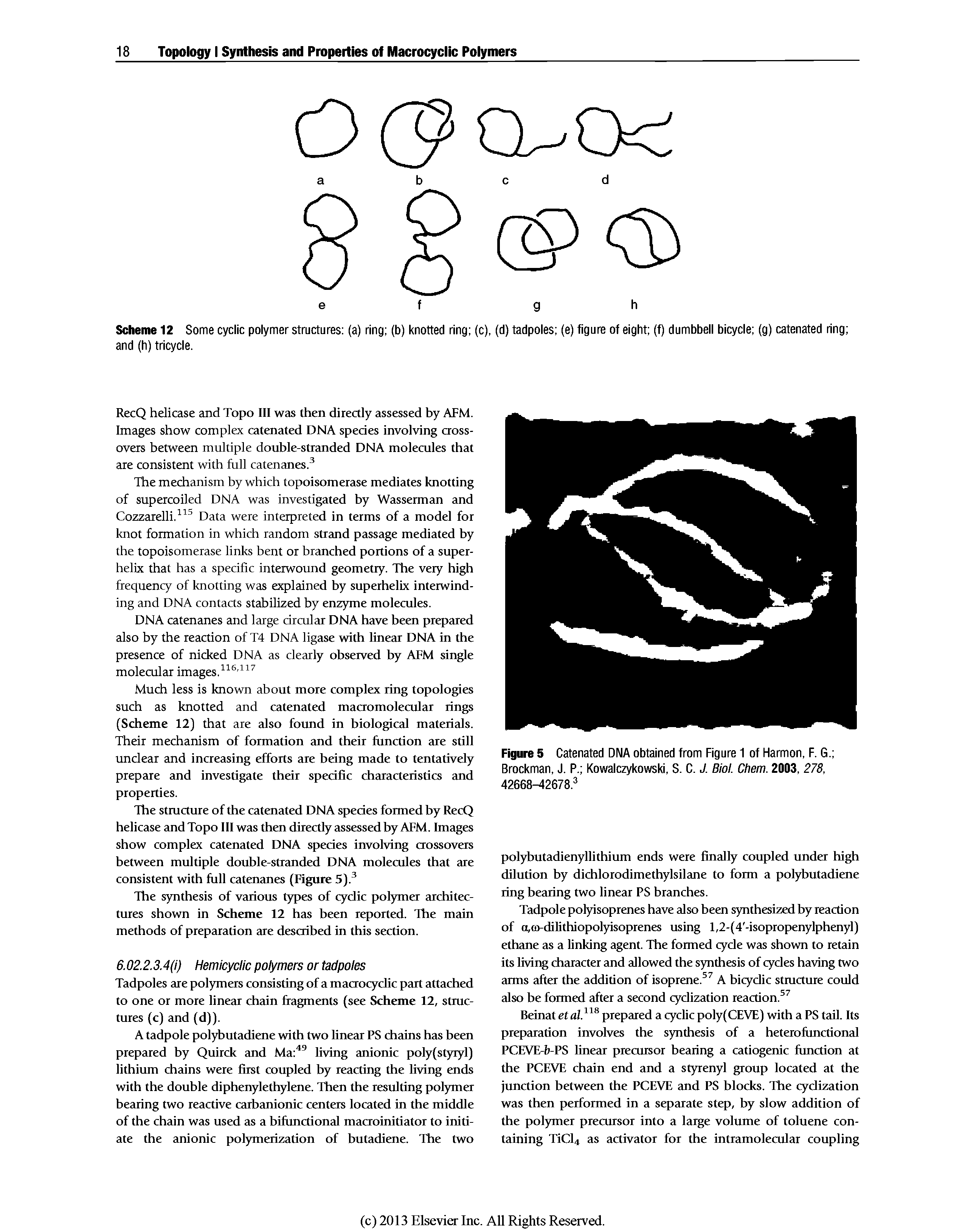 Scheme 12 Some cyclic polymer structures (a) ring (b) knotted ring (c), (d) tadpoles (e) figure of eight (f) dumbbell bicycle (g) catenated ring and (h) tricycle.