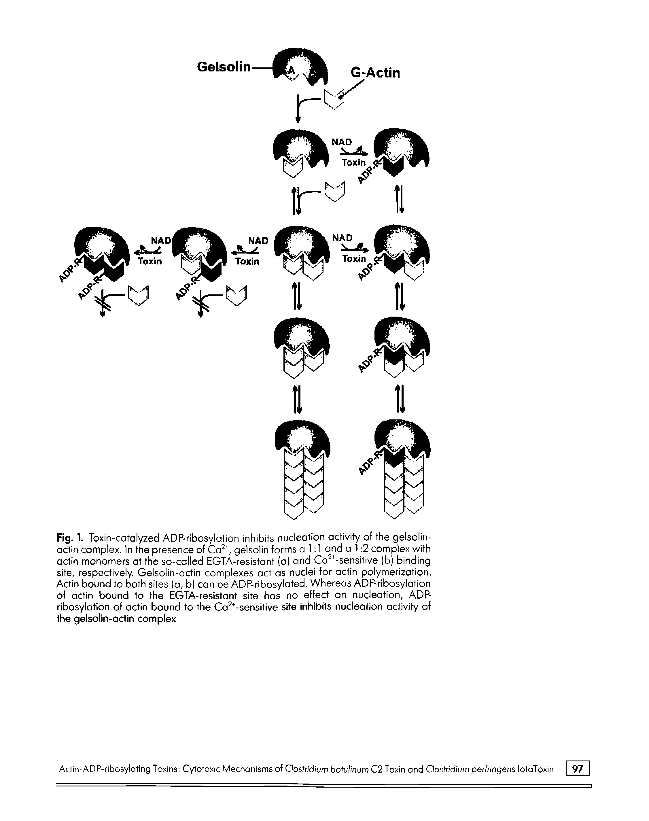 Fig. 1. Toxin-catalyzed ADP-ribosylation inhibits nucleation activity of the gelsolin-octin complex. In the presence of Ca, gelsotin forms a 1 1 and a 1 2 complex with octin monomers at the so-called EGTA-resistant (a) and Ca -sensitive (b) binding site, respectively. Gelsolin-actin complexes act as nuclei for actin polymerization. Actin bound to both sites (a, b) can be ADP-ribosylated. Whereas ADP-ribosylation of actin bound to the EGTA-resistant site has no effect on nucleation, ADP-ribosylation of actin bound to the Ca " -sensitive site inhibits nucleation activity of the gelsolin-actin complex...