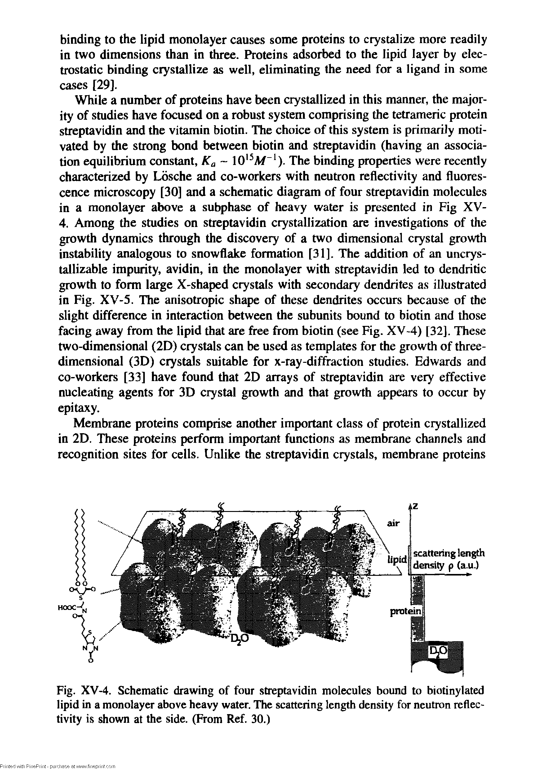 Fig. XV-4. Schematic drawing of four streptavidin molecules bound to biotinylated lipid in a monolayer above heavy water. The scattering length density for neutron reflectivity is shown at the side. (From Ref. 30.)...