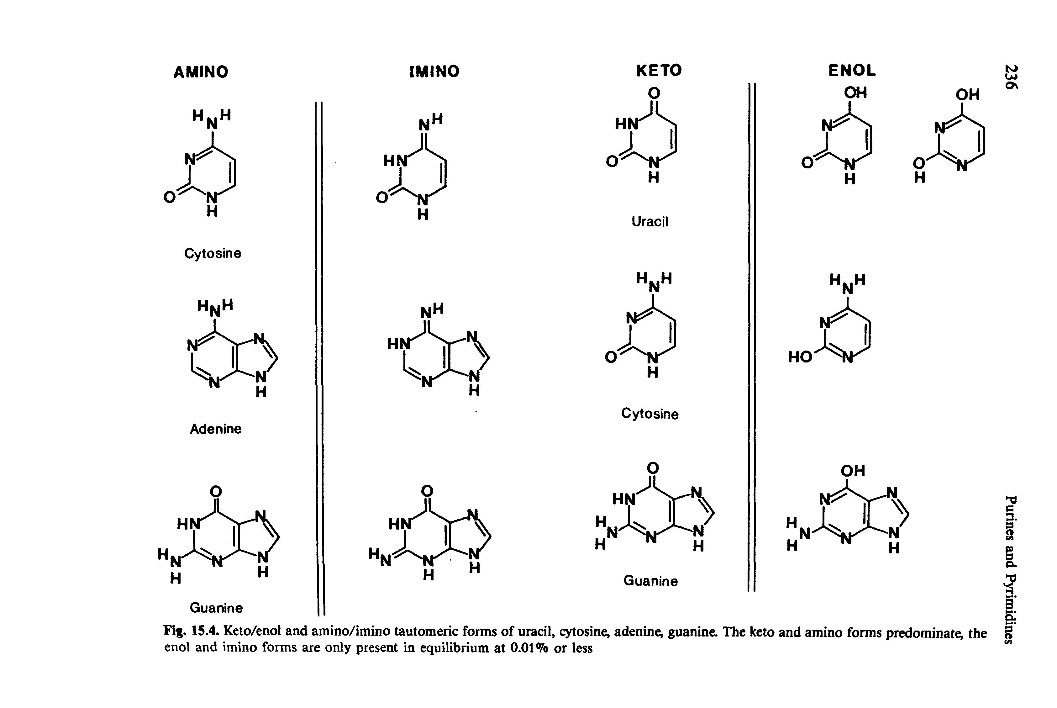 Fig. 15.4. Keto/enol and amino/imino tautomeric forms of uracil, cytosine, adenine, guanine. The keto and amino forms predominate, the enol and imino forms are only present in equilibrium at 0.01 Vo or less...