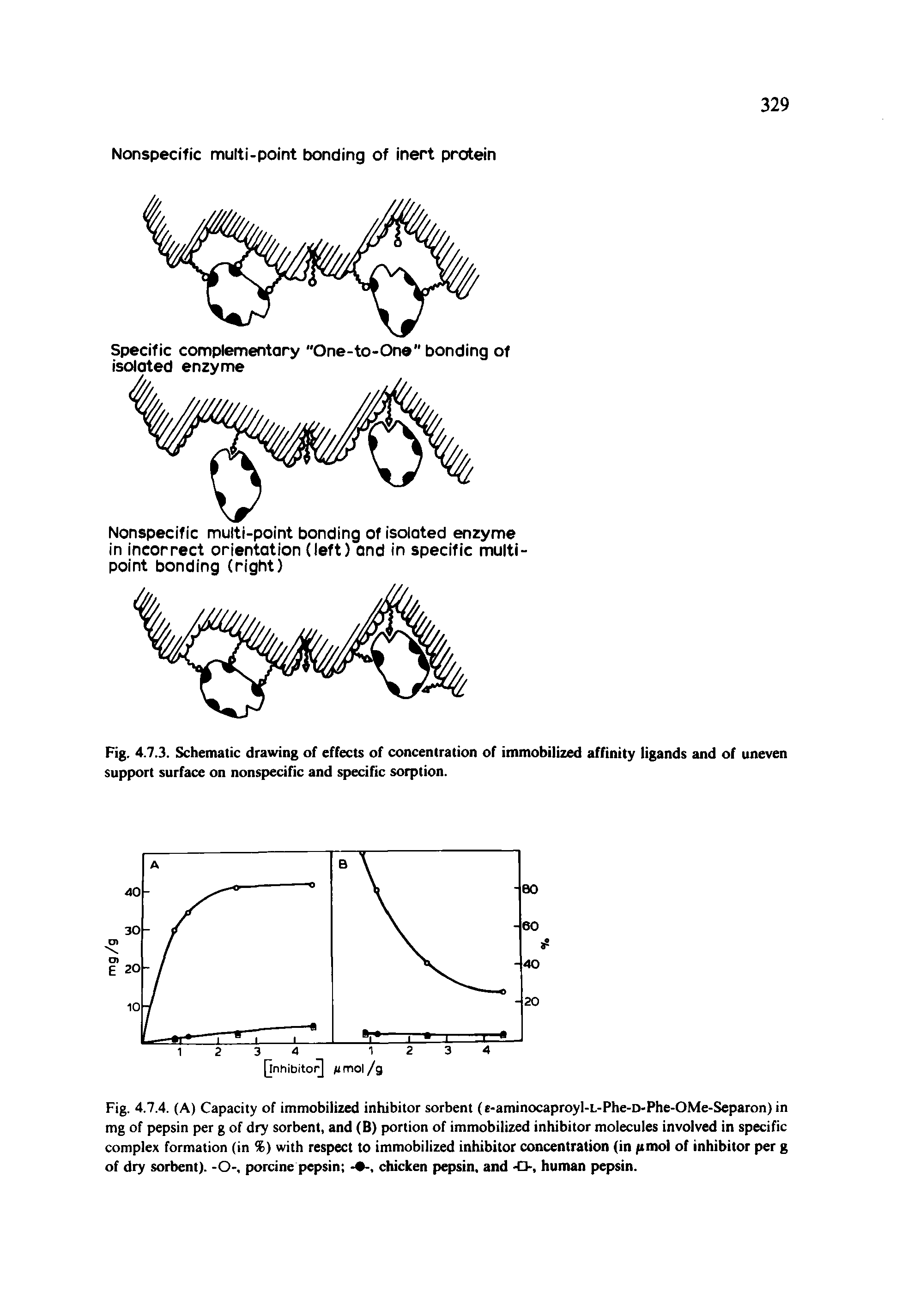 Fig. 4.7.4. (A) Capacity of immobilized inhibitor sorbent (e-aminocaproyl-L-Phe-D-Phe-OMe-Separon) in mg of pepsin per g of dry sorbent, and (B) portion of immobilized inhibitor molecules involved in specific complex formation (in %) with respect to immobilized inhibitor concentration (in pmol of inhibitor per g of dry sorbent). -0-, porcine pepsin chicken pepsin, and human pepsin.