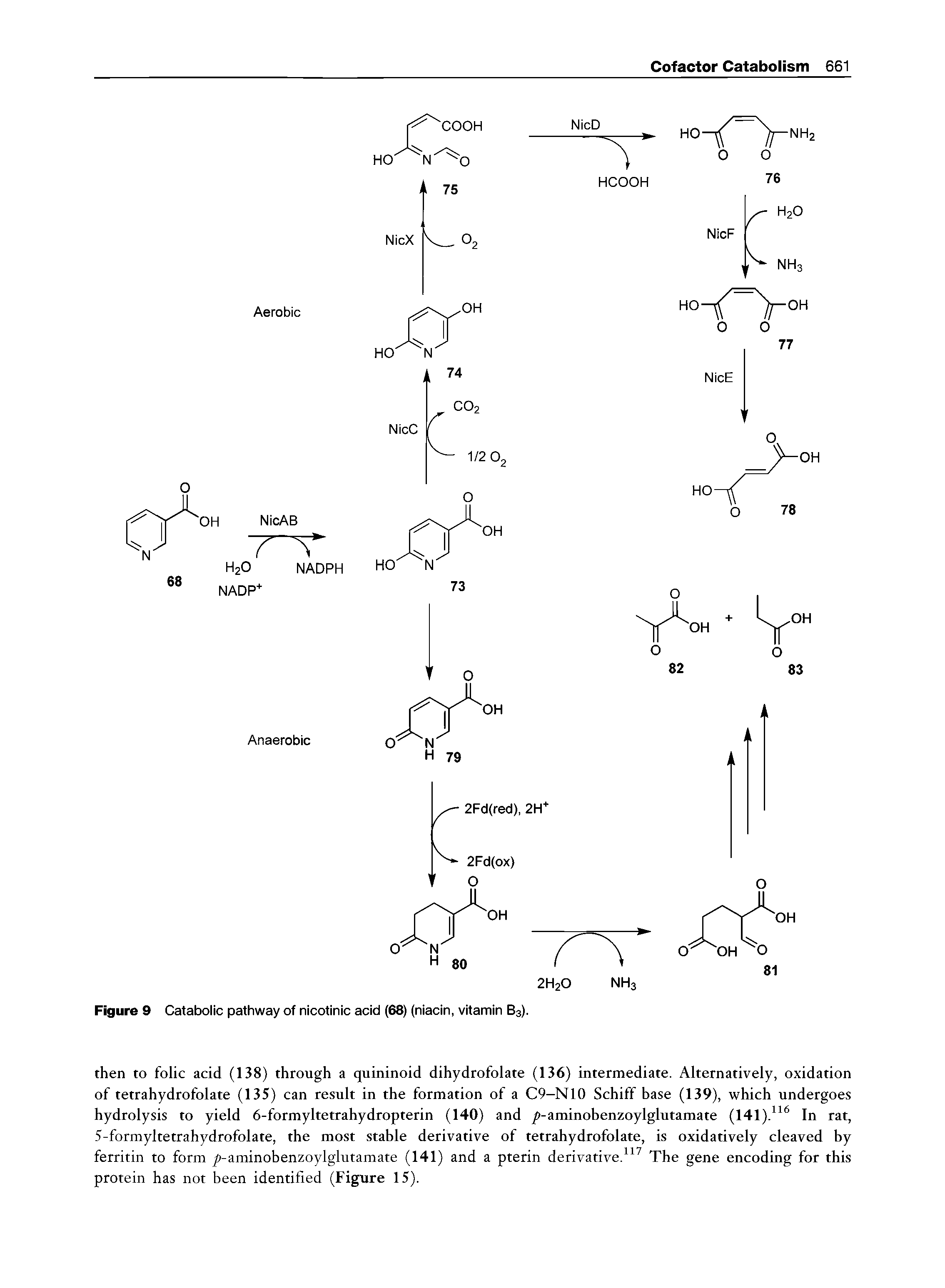 Figure 9 Catabolic pathway of nicotinic acid (68) (niacin, vitamin B3).