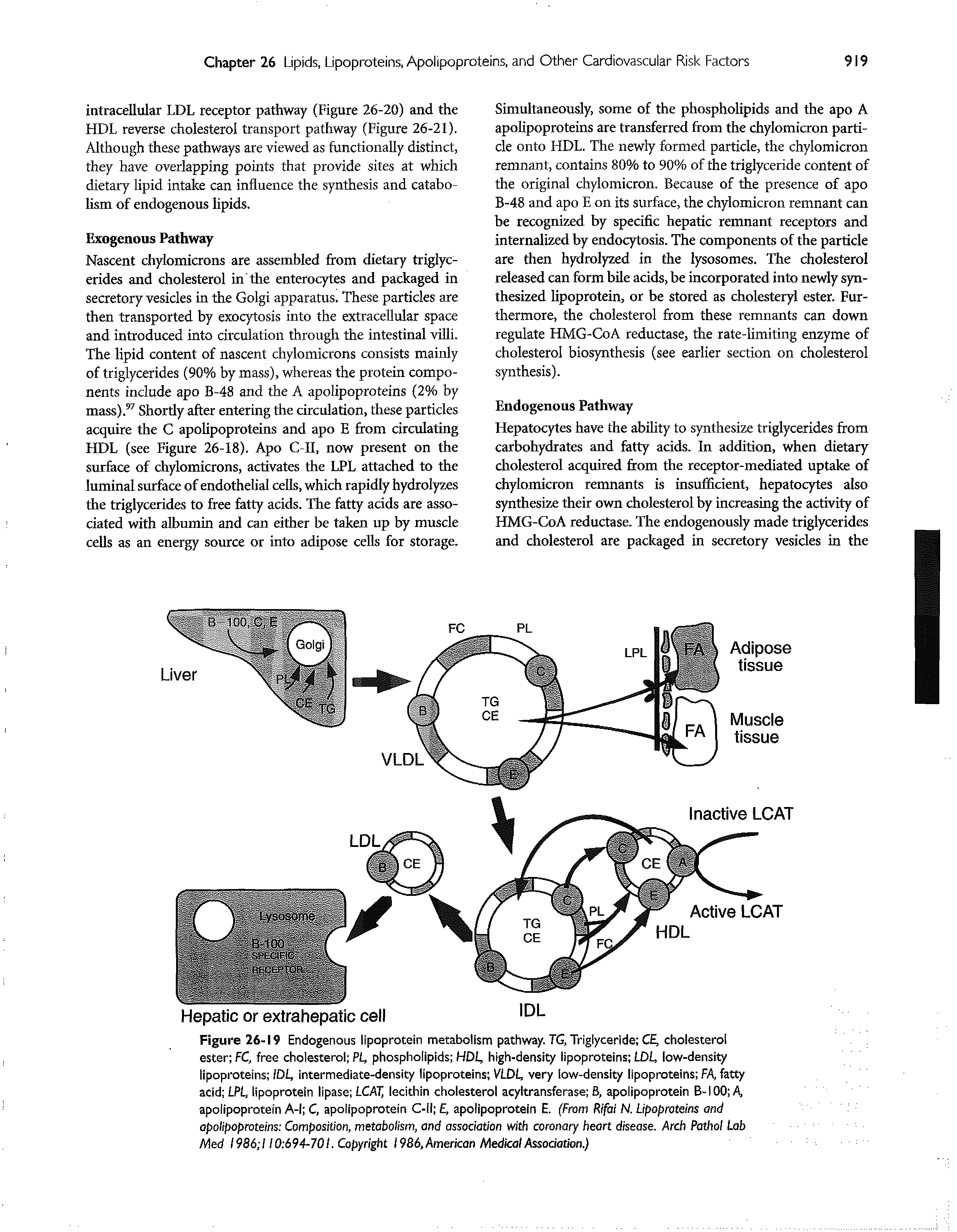 Figure 26-19 Endogenous lipoprotein metabolism pathway. TG, Triglyceride CE, cholesterol ester FC, free cholesterol PL, phospholipids HDL, high-density lipoproteins LDL low-density lipoproteins IDL, intermediate-density lipoproteins VLDL very low-density lipoproteins FA, fatty acid LPL, lipoprotein lipase LCAL lecithin cholesterol acyltransferase B, apolipoproteln B-tOO A, apolipoprotein A-l C, apolipoprotein C-fl , apofipoprotein E. (From RIfai N. Lipoproteins and apolipoproteins Composition, metabolism, and association with coronary heart disease. Arch Pathol Lab Med 1986 110 694-701. Copyright 1986, American Medical Association.)...