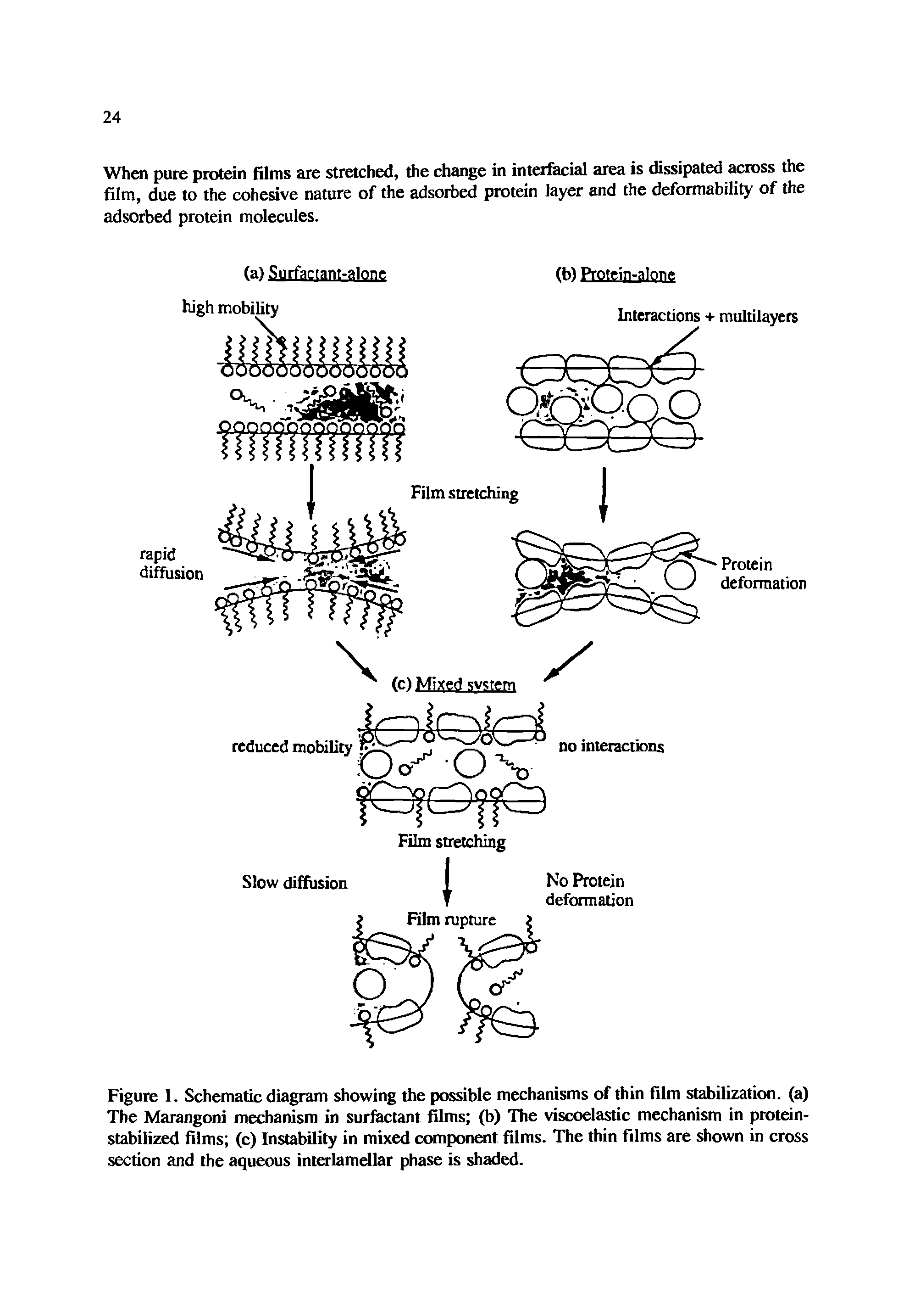 Figure 1. Schematic diagram showing the possible mechanisms of thin film stabilization, (a) The Marangoni mechanism in surfactant films (b) The viscoelastic mechanism in protein-stabilized films (c) Instability in mixed component films. The thin films are shown in cross section and the aqueous interlamellar phase is shaded.