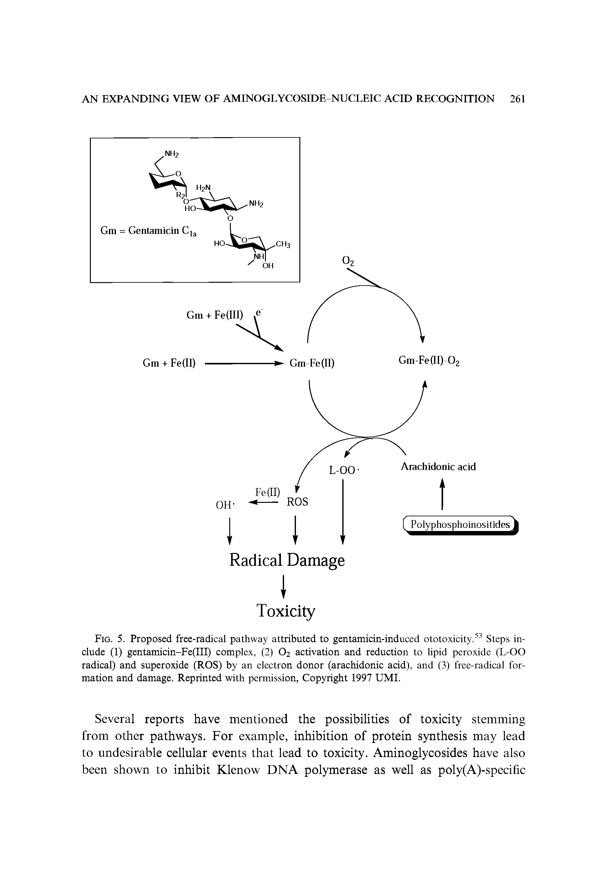 Fig. 5. Proposed free-radical pathway attributed to gentamicin-induced ototoxicity. Steps include (1) gentamicin-Fe(III) complex, (2) O2 activation and reduction to lipid peroxide (L-OO radical) and superoxide (ROS) by an electron donor (arachidonic acid), and (3) free-radical formation and damage. Reprinted with permission, Copyright 1997 UMI.