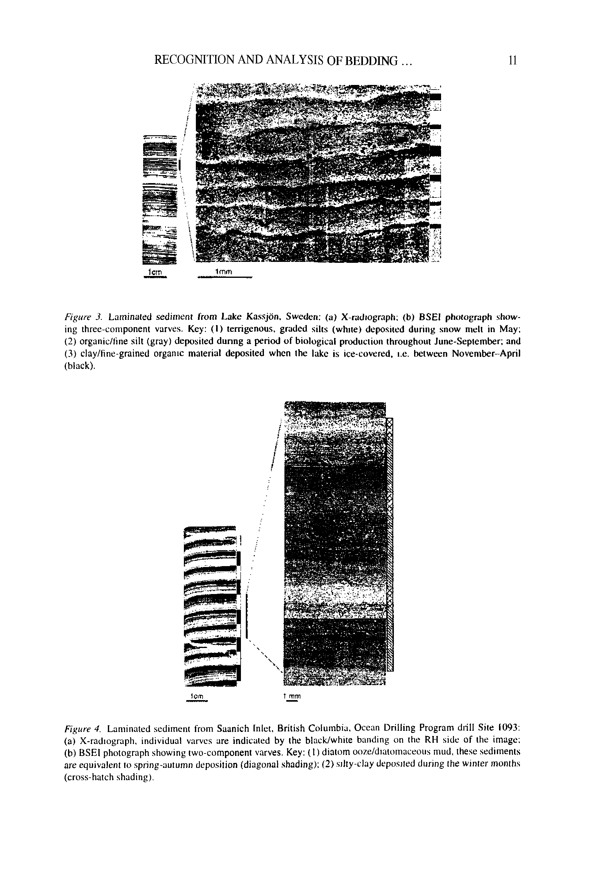 Figure 4. Laminated sediment from Saanich Inlet, British Columbia, Ocean Drilling Program drill Site 1093 ...