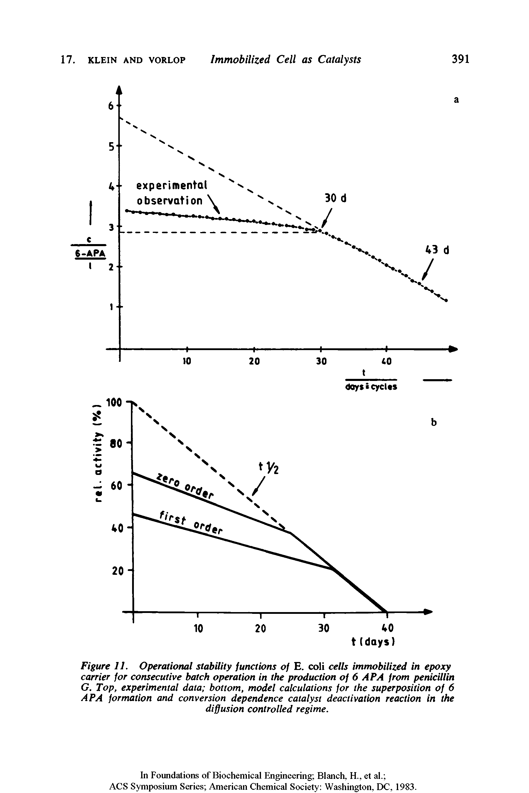Figure 11. Operational stability functions of E. coli cells immobilized in epoxy carrier for consecutive batch operation in the production of 6 APA from penicillin G. Top, experimental data bottom, model calculations for the superposition of 6 APA formation and conversion dependence catalyst deactivation reaction in the diffusion controlled regime.