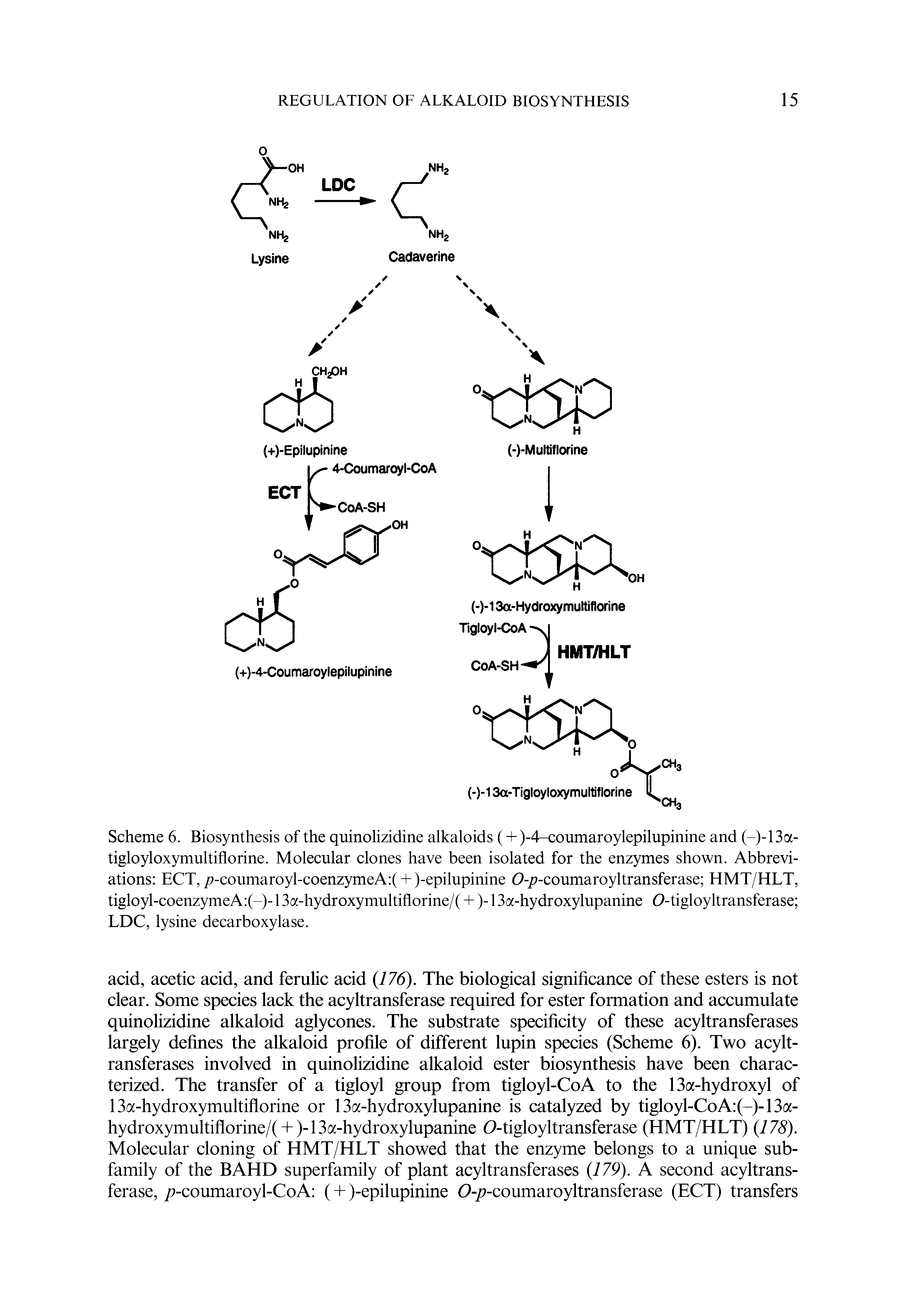 Scheme 6. Biosynthesis of the quinolizidine alkaloids (+ )-4-coumaroylepilupinine and (-)-13a-tigloyloxymultiflorine. Molecular clones have been isolated for the enzymes shown. Abbreviations ECT,/7-coumaroyl-coenzymeA ( + )-epilupinine 0-/ -coumaroyltransferase HMT/HLT, tigloyl-coenzymeA (-)-13a-hydroxymultiflorine/( +)-13a-hydroxylupanine 0-tigloyltransferase LDC, lysine decarboxylase.