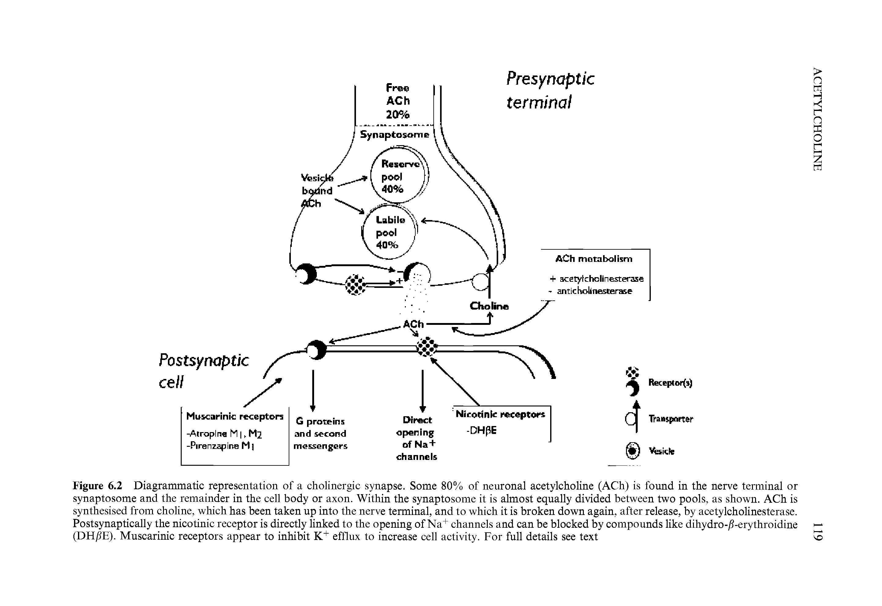 Figure 6.2 Diagrammatic representation of a cholinergic synapse. Some 80% of neuronal acetylcholine (ACh) is found in the nerve terminal or synaptosome and the remainder in the cell body or axon. Within the synaptosome it is almost equally divided between two pools, as shown. ACh is synthesised from choline, which has been taken up into the nerve terminal, and to which it is broken down again, after release, by acetylcholinesterase. Postsynaptically the nicotinic receptor is directly linked to the opening of Na+ channels and can be blocked by compounds like dihydro-jS-erythroidine (DH/IE). Muscarinic receptors appear to inhibit K+ efflux to increase cell activity. For full details see text...