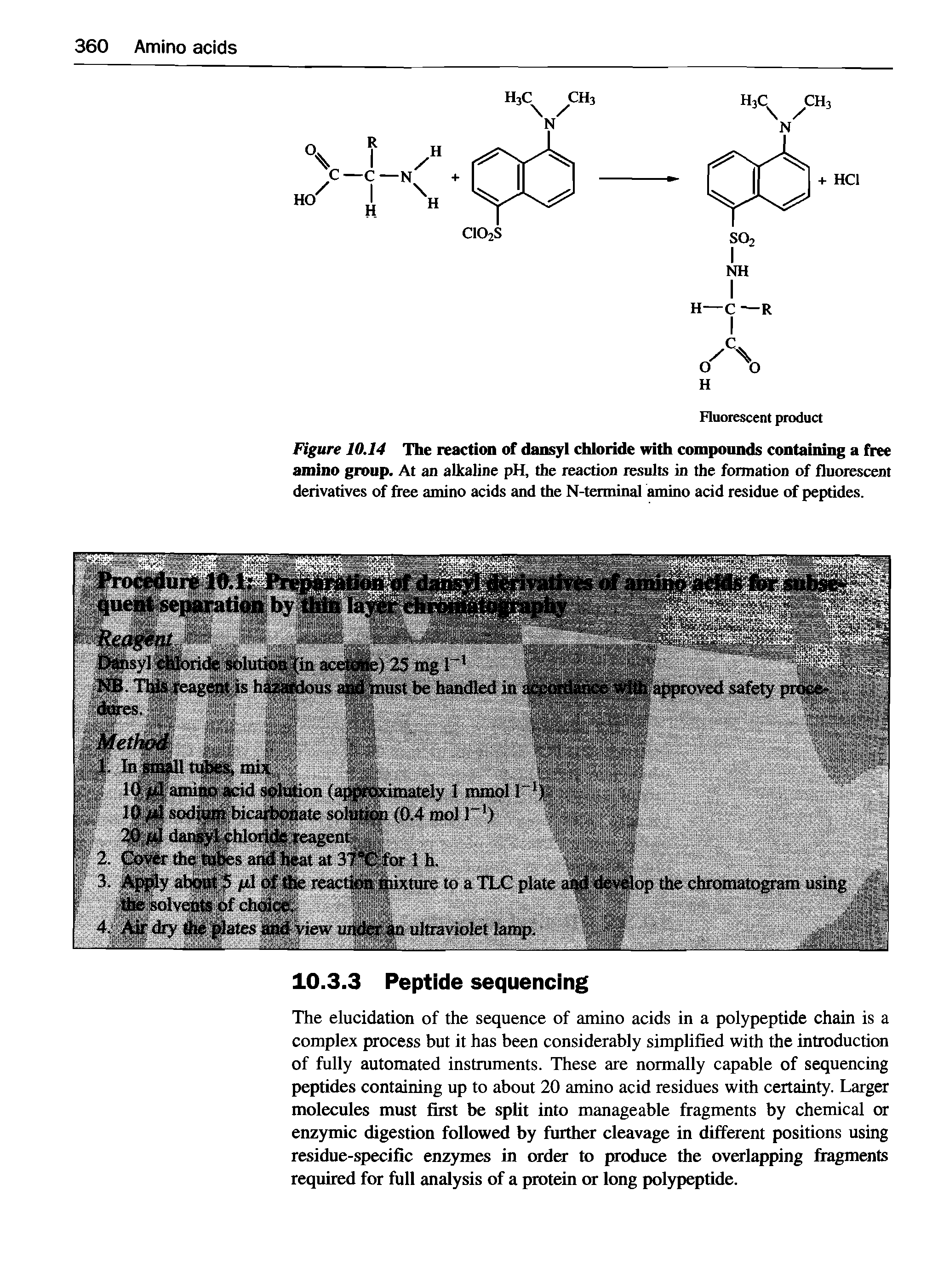Figure 10.14 The reaction of dansyl chloride with compounds containing a free amino group. At an alkaline pH, the reaction results in the formation of fluorescent derivatives of free amino acids and the N-tenninal amino acid residue of peptides.