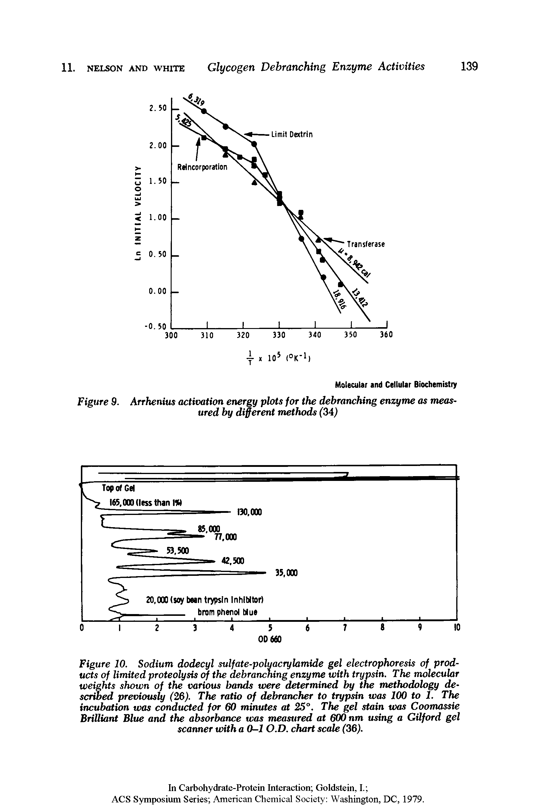 Figure 10. Sodium dodecyl sulfate-polyacrylamide gel electrophoresis of products of limited proteolysis of the debranching enzyme with trypsin. The molecular weights shown of the various bands were determined by the methodology described previously (26). The ratio of debrancher to trypsin was 100 to 1. The incubation was conducted for 60 minutes at 25°. The gel stain was Coomassie Brilliant Blue and the absorbance was measured at 600 nm using a Gilford gel scanner with a 0-1 O.D. chart scale (36).