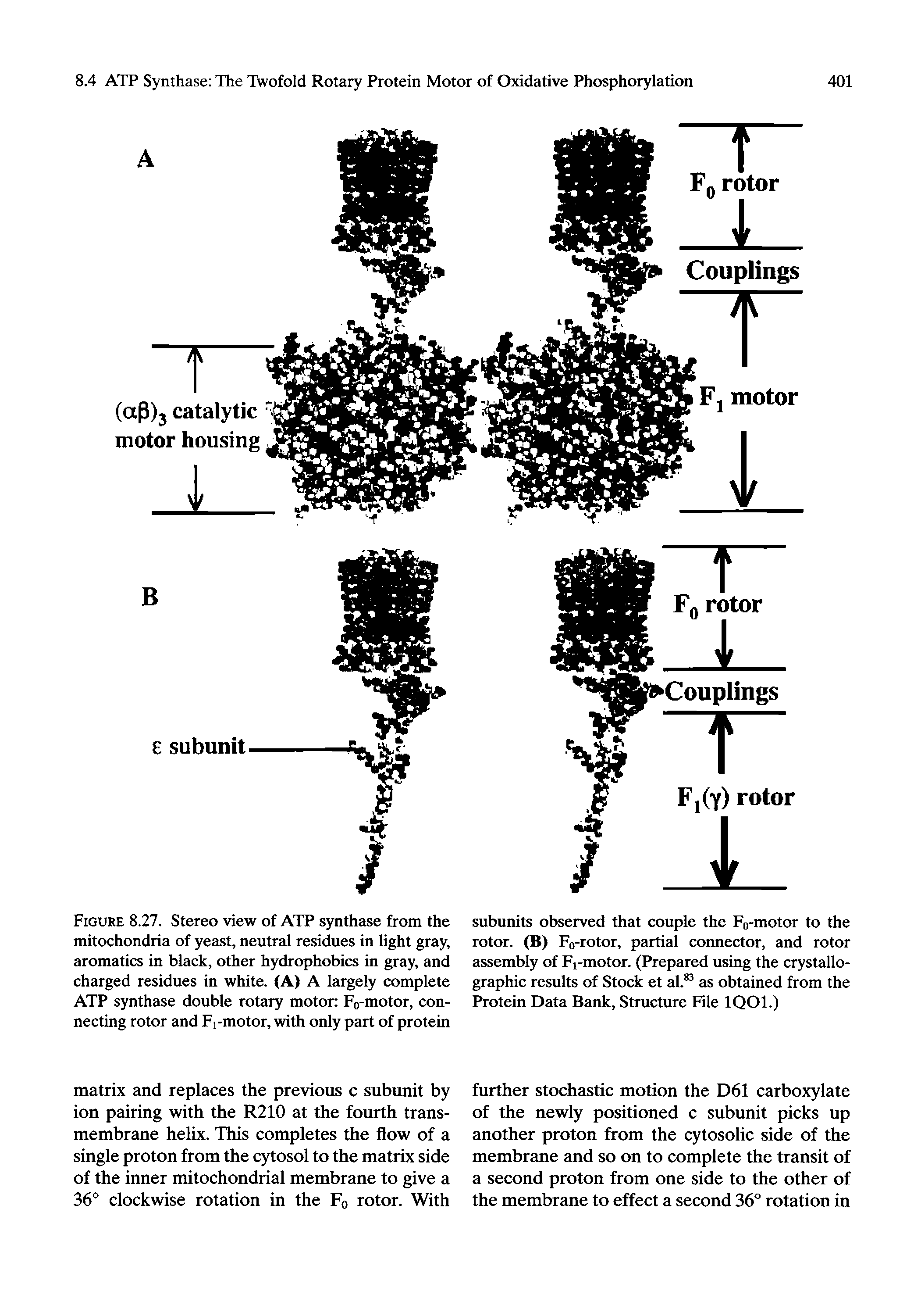 Figure 8.27. Stereo view of ATP synthase from the mitochondria of yeast, neutral residues in light gray, aromatics in black, other hydrophobics in gray, and charged residues in white. (A) A largely complete ATP synthase double rotary motor Fo-motor, connecting rotor and Fi-motor, with only part of protein...