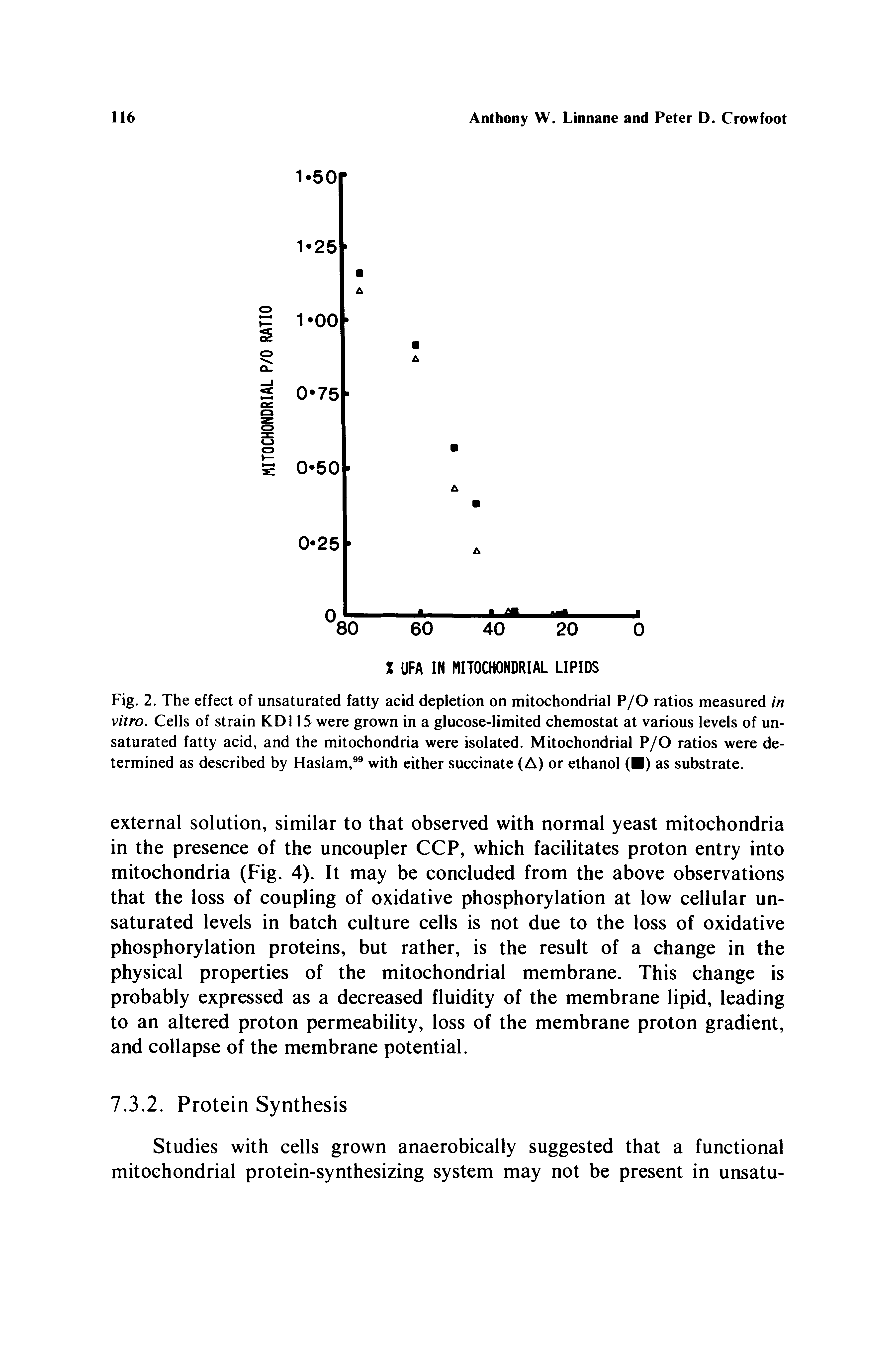 Fig. 2. The effect of unsaturated fatty acid depletion on mitochondrial P/O ratios measured in vitro. Cells of strain KDl 15 were grown in a glucose-limited chemostat at various levels of unsaturated fatty acid, and the mitochondria were isolated. Mitochondrial P/O ratios were determined as described by Haslam, with either succinate (A) or ethanol ( ) as substrate.