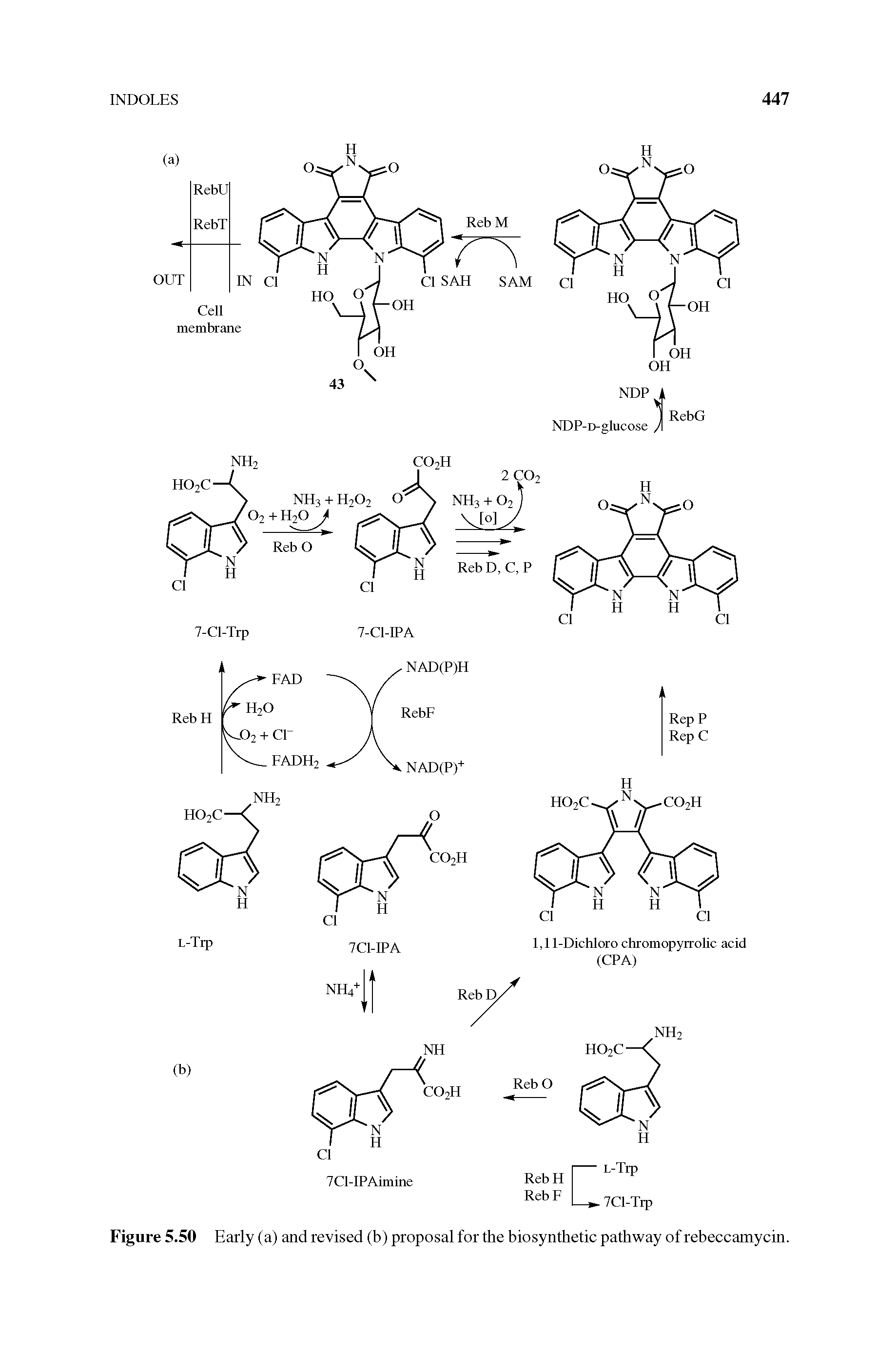Figure 5.50 Early (a) and revised (b) proposal for the biosynthetic pathway of rebeccamycin.