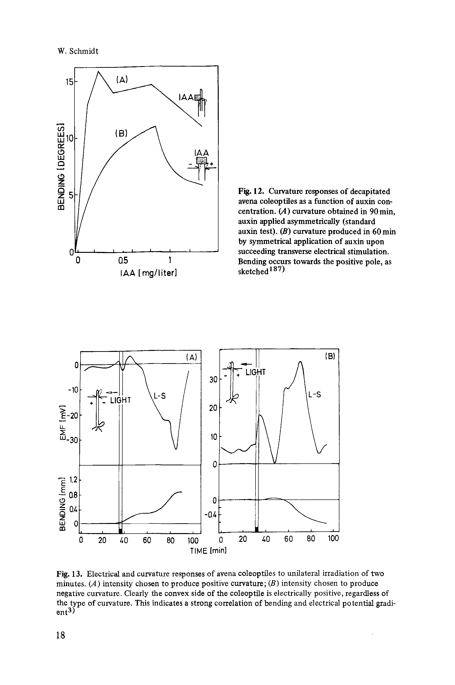 Fig. 13. Electrical and curvature responses of avena coleoptiles to unilateral irradiation of two minutes. (A) intensity chosen to produce positive curvature (B) intensity chosen to produce negative curvature. Clearly the convex side of the coleoptile is electrically positive, regardless of the type of curvature. This indicates a strong correlation of bending and electrical potential gradient3)...