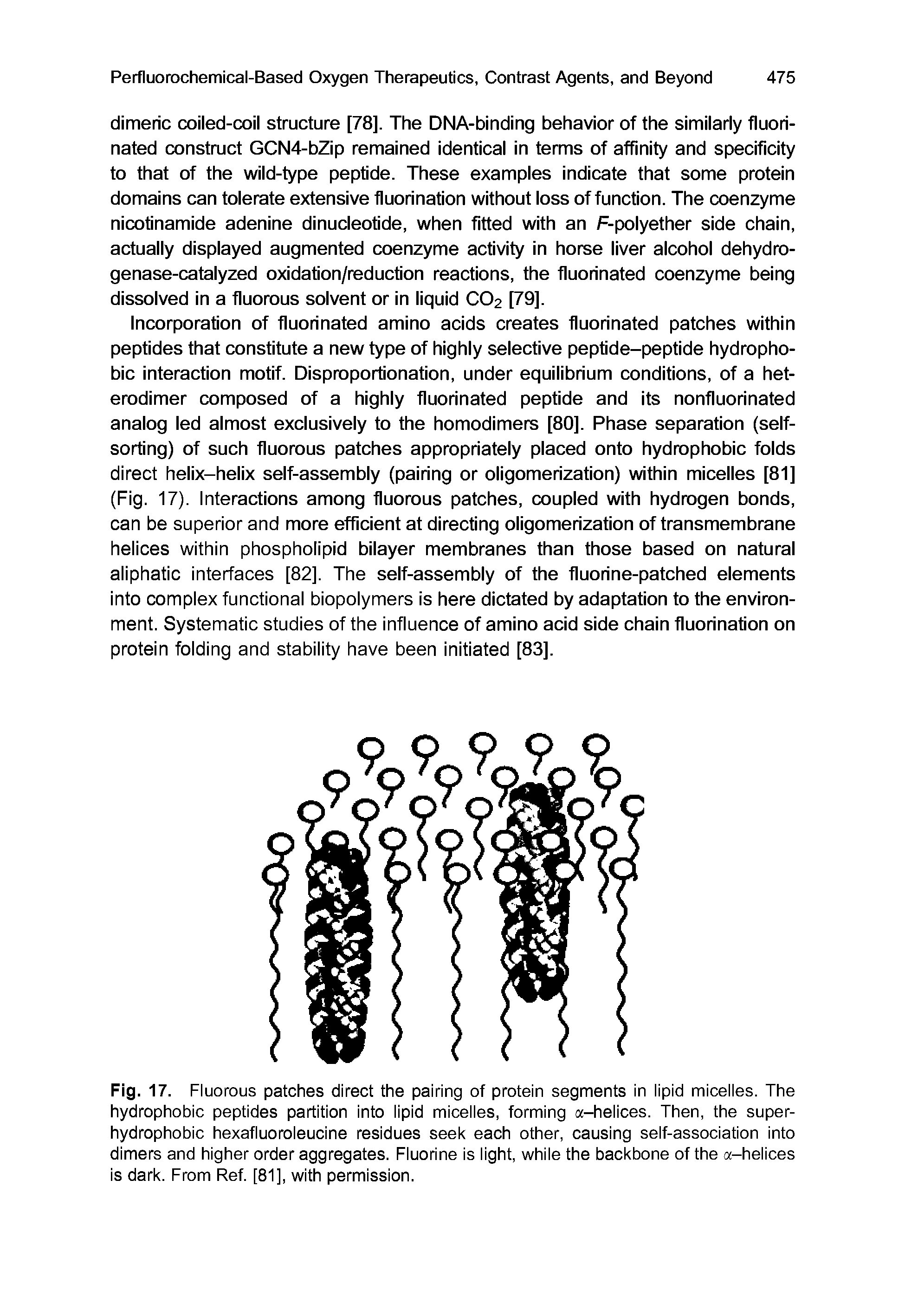 Fig. 17. Fluorous patches direct the pairing of protein segments in lipid micelles. The hydrophobic peptides partition into lipid micelles, forming a-helices. Then, the superhydrophobic hexafluoroleucine residues seek each other, causing self-association into dimers and higher order aggregates. Fluorine is light, while the backbone of the a-helices is dark. From Ref. [81], with permission.