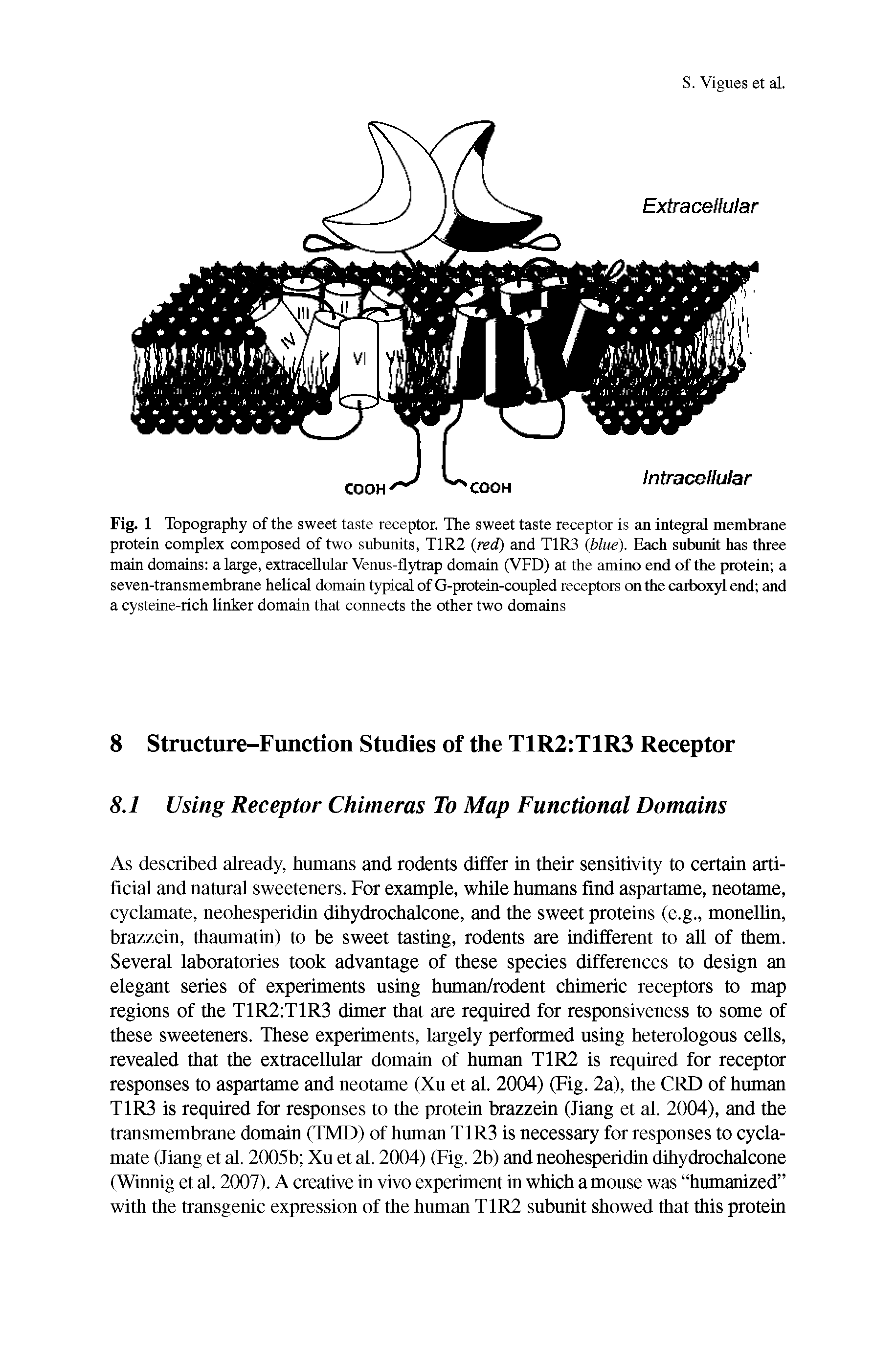 Fig. 1 Topography of the sweet taste receptor. The sweet taste receptor is an integral membrane protein complex composed of two subunits, T1R2 (red) and T1R3 (blue). Each subunit has three main domains a large, extracellular Venus-flytrap domain (VFD) at the amino end of the protein a seven-transmembrane helical domain typical of G-protein-coupled receptors on the carboxyl end and a cysteine-rich linker domain that connects the other two domains...