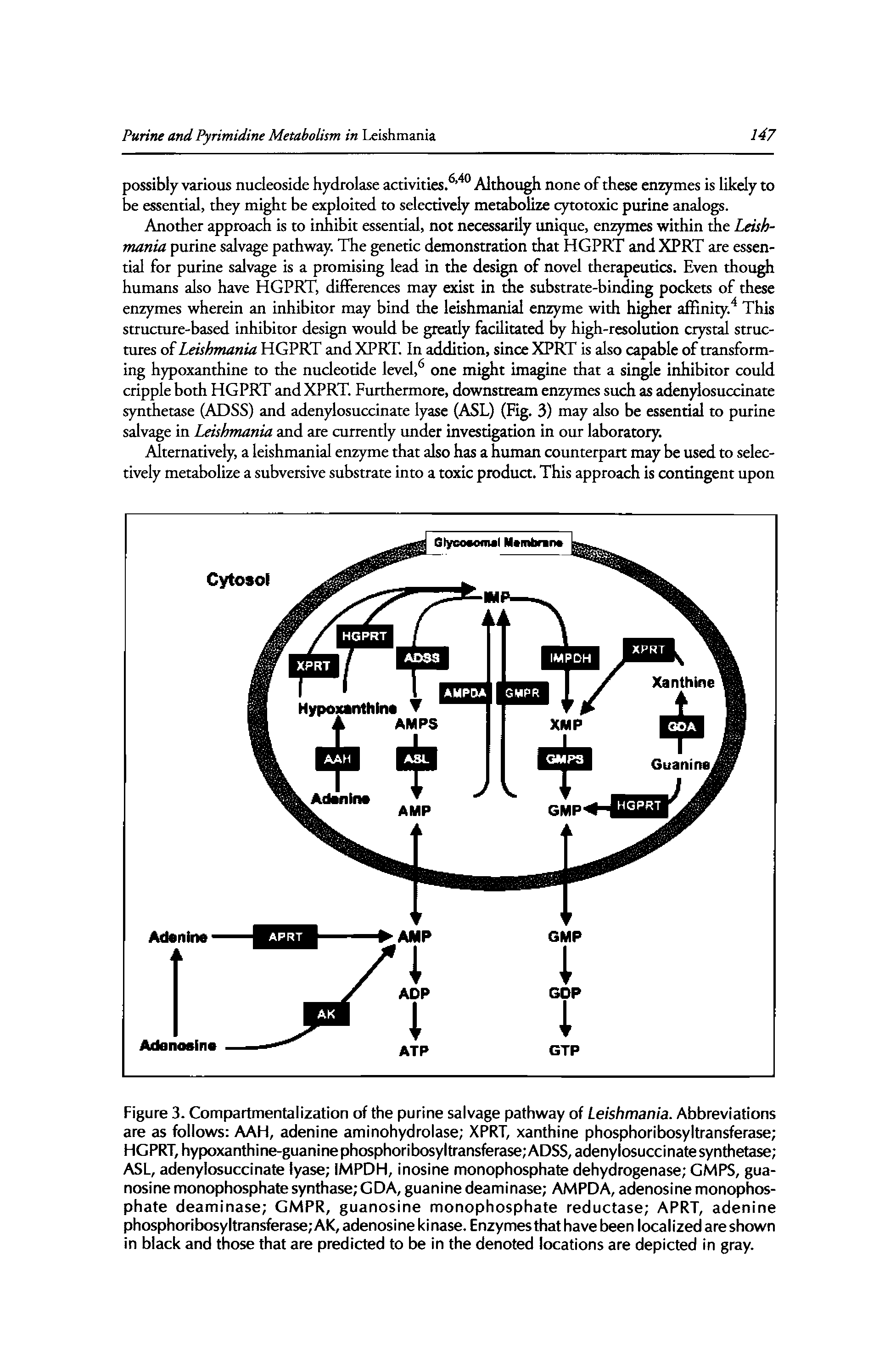 Figure 3. Compartmentalization of the purine salvage pathway of Leishmania. Abbreviations are as follows AAH, adenine aminohydrolase XPRT, xanthine phosphoribosyltransferase HGPRT, hypoxanthine-guaninephosphoribosyltransferase ADSS, adenylosuccinate synthetase ASL, adenylosuccinate lyase IMPDH, inosine monophosphate dehydrogenase GMPS, gua-nosine monophosphate synthase GDA, guanine deaminase AMPDA, adenosine monophosphate deaminase GMPR, guanosine monophosphate reductase APRT, adenine phosphoribosyltransferase AK, adenosine kinase. Enzymes that have been localized are shown in black and those that are predicted to be in the denoted locations are depicted in gray.