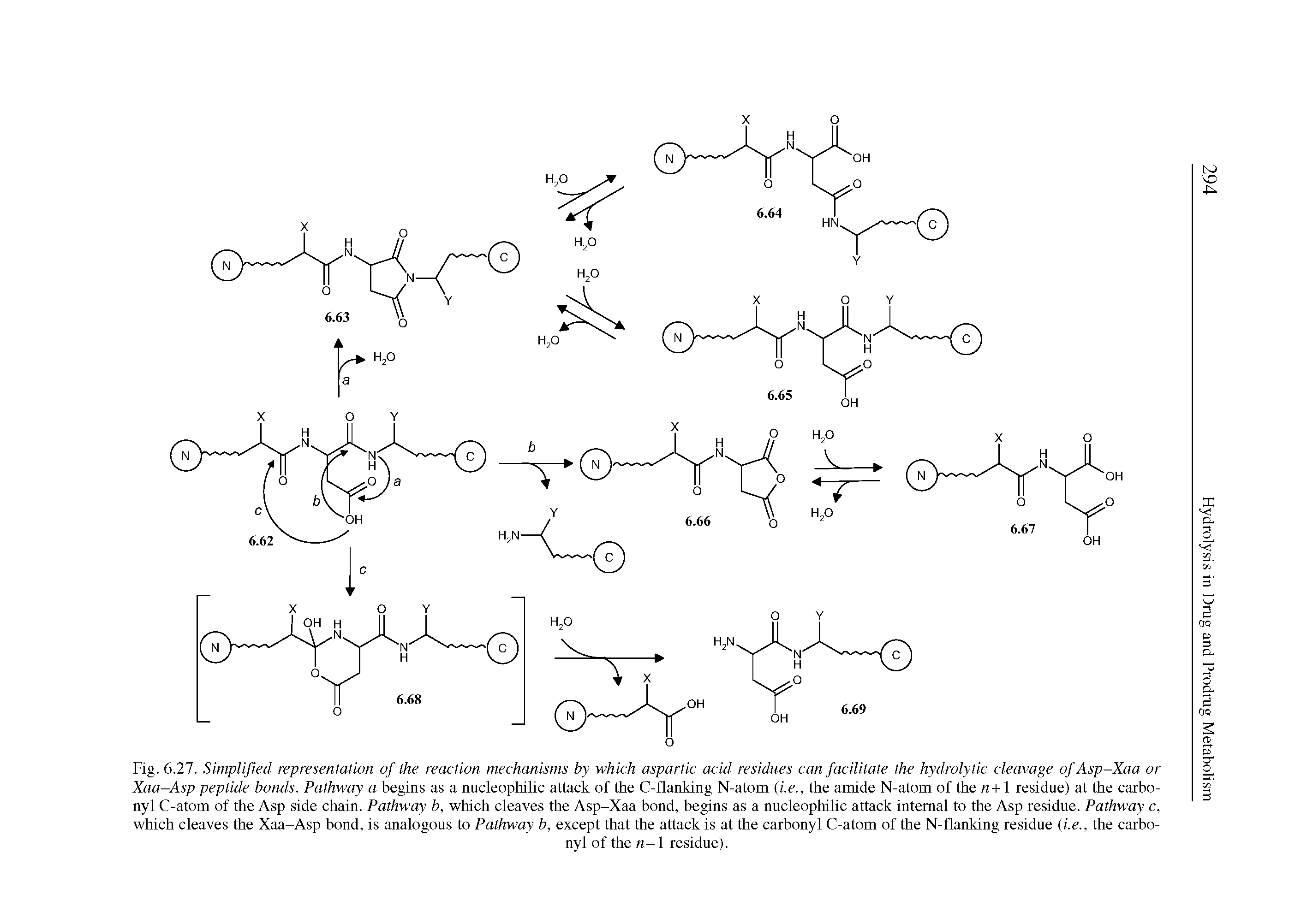 Fig. 6.27. Simplified representation of the reaction mechanisms by which aspartic acid residues can facilitate the hydrolytic cleavage of Asp-Xaa or Xaa-Asp peptide bonds. Pathway a begins as a nucleophilic attack of the C-flanking N-atom (i.e., the amide N-atom of the n+1 residue) at the carbonyl C-atom of the Asp side chain. Pathway b, which cleaves the Asp-Xaa bond, begins as a nucleophilic attack internal to the Asp residue. Pathway c, which cleaves the Xaa-Asp bond, is analogous to Pathway b, except that the attack is at the carbonyl C-atom of the N-flanking residue (i.e., the carbonyl of the n-1 residue).