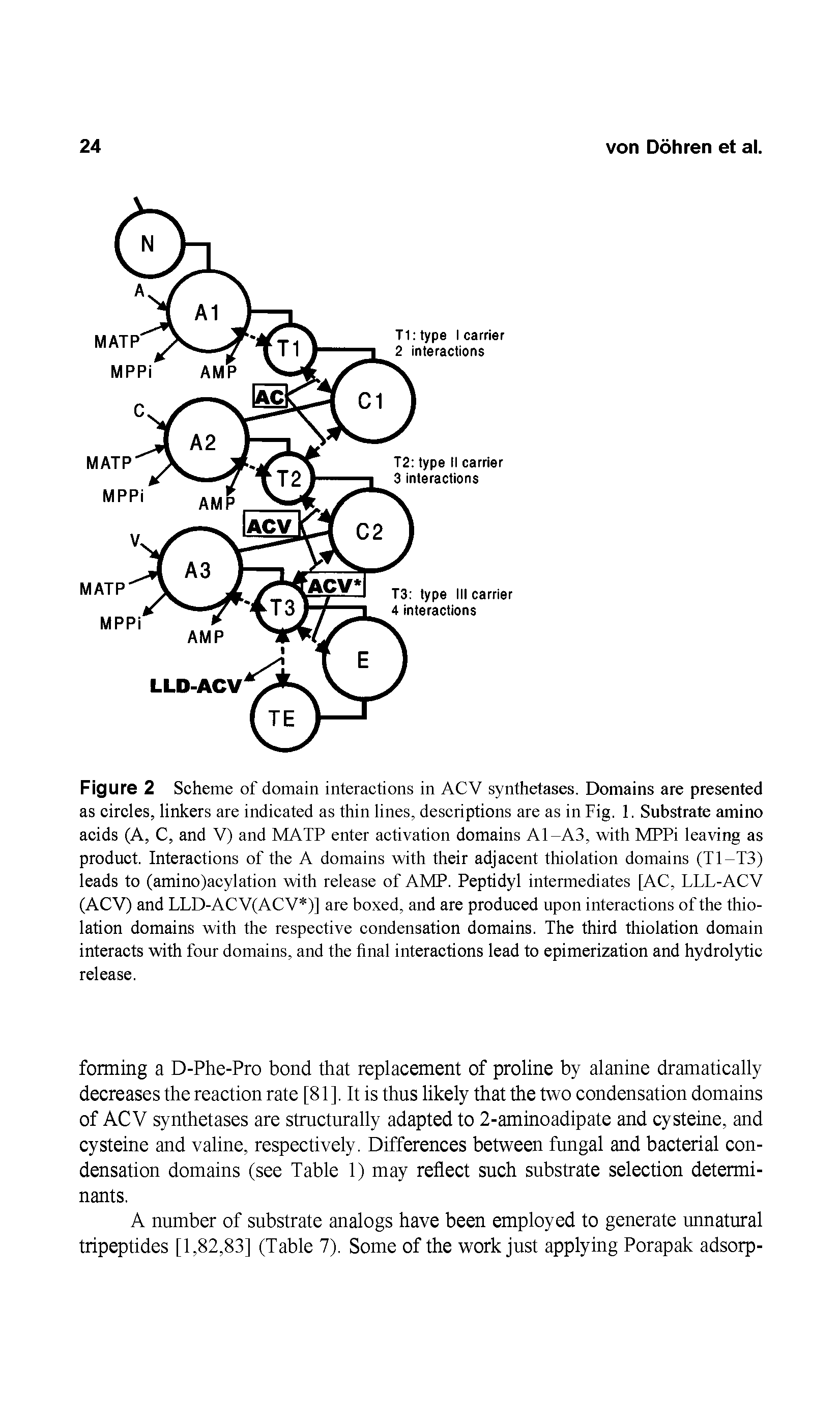 Figure 2 Scheme of domain interactions in ACV synthetases. Domains are presented as circles, linkers are indicated as thin lines, descriptions are as in Fig. 1. Substrate amino acids (A, C, and V) and MATP enter activation domains A1-A3, with MPPi leaving as product. Interactions of the A domains with their adjacent thiolation domains (T1-T3) leads to (amino)acylation with release of AMP. Peptidyl intermediates [AC, LLL-ACV (ACV) and LLD-ACV(ACV )] are boxed, and are produced upon interactions of the thiolation domains with the respective condensation domains. The third thiolation domain interacts with four domains, and the final interactions lead to epimerization and hydrolytic release.