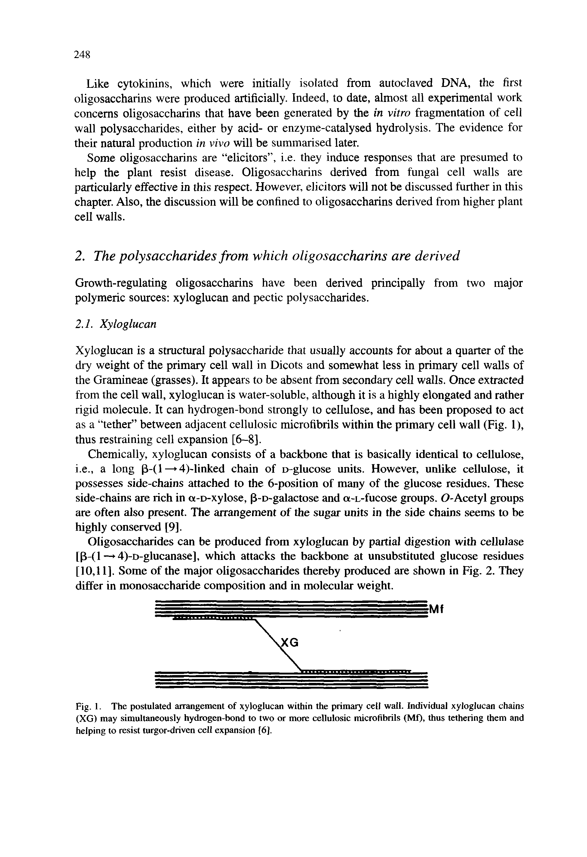 Fig. 1. The postulated arrangement of xyloglucan within the primary cell wall. Individual xyloglucan chains (XG) may simultaneously hydrogen-bond to two or more cellulosic microfibrils (Mf), thus tethering them and helping to resist turgor-driven cell expansion [6].
