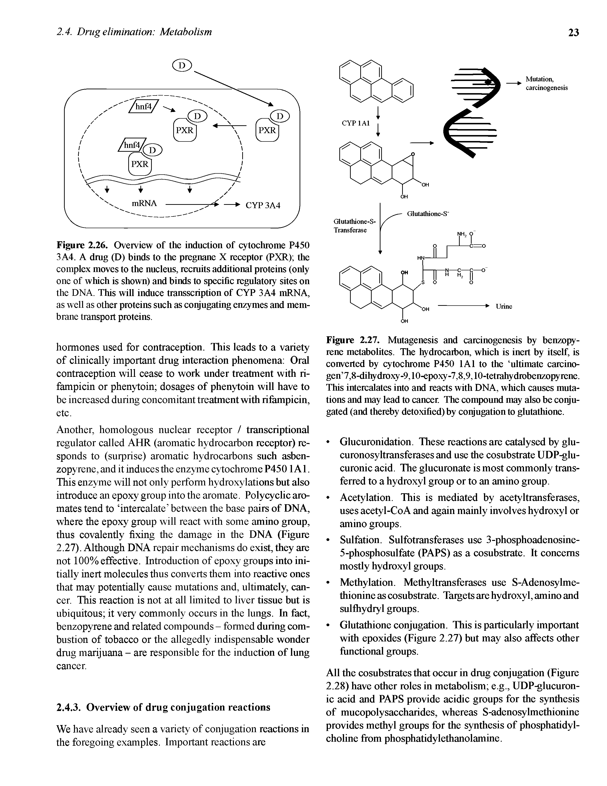Figure 2.26. Overview of the induction of cytochrome P450 3A4. A drug (D) binds to the pregnane X receptor (PXR) the complex moves to the nucleus, recruits additional proteins (otdy one of which is shown) and binds to specific regulatory sites on the DNA. This will induce transscription of CYP 3A4 ttiRNA, as well as other proteins such as conjugating enzymes and membrane transport proteins.