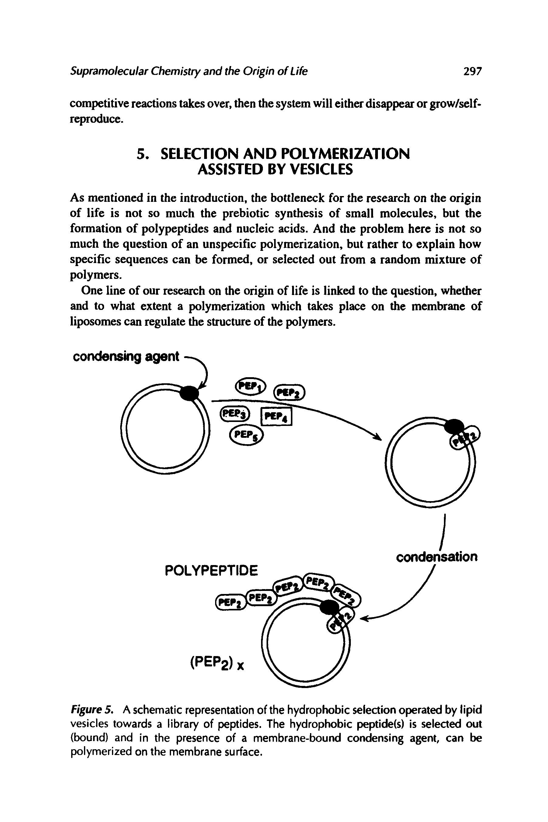 Figure 5. A schematic representation of the hydrophobic selection operated by lipid vesicles towards a library of peptides. The hydrophobic peptide(s) is selected out (bound) and in the presence of a membrane-bound condensing agent, can be polymerized on the membrane surface.