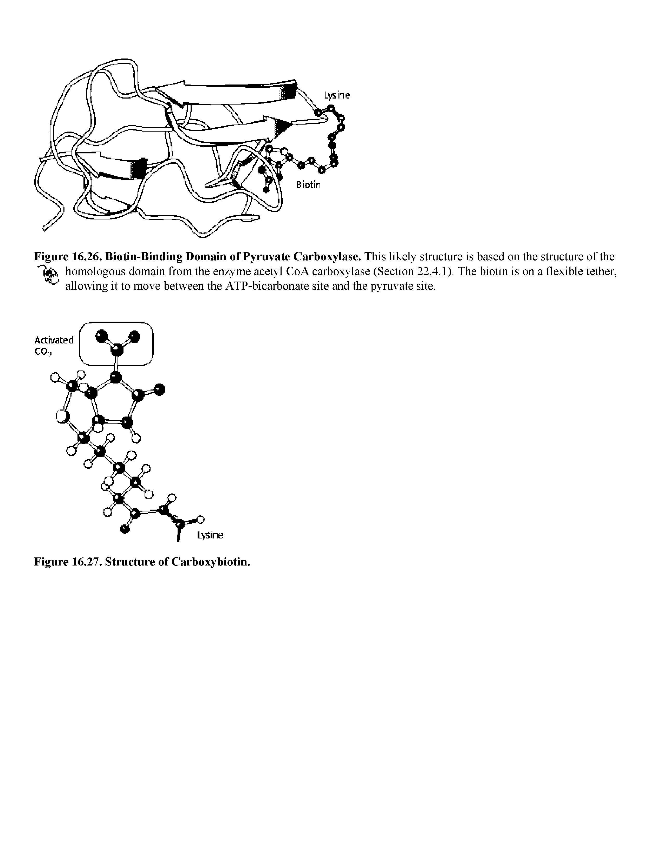 Figure 16.26. Biotin-Binding Domain of Pyruvate Carboxylase. This likely structure is based on the structure of the homologous domain from the enzyme acetyl CoA carboxylase (Section 22.4.1). The biotin is on a flexible tether, allowing it to move between the ATP-bicarbonate site and the pyruvate site.