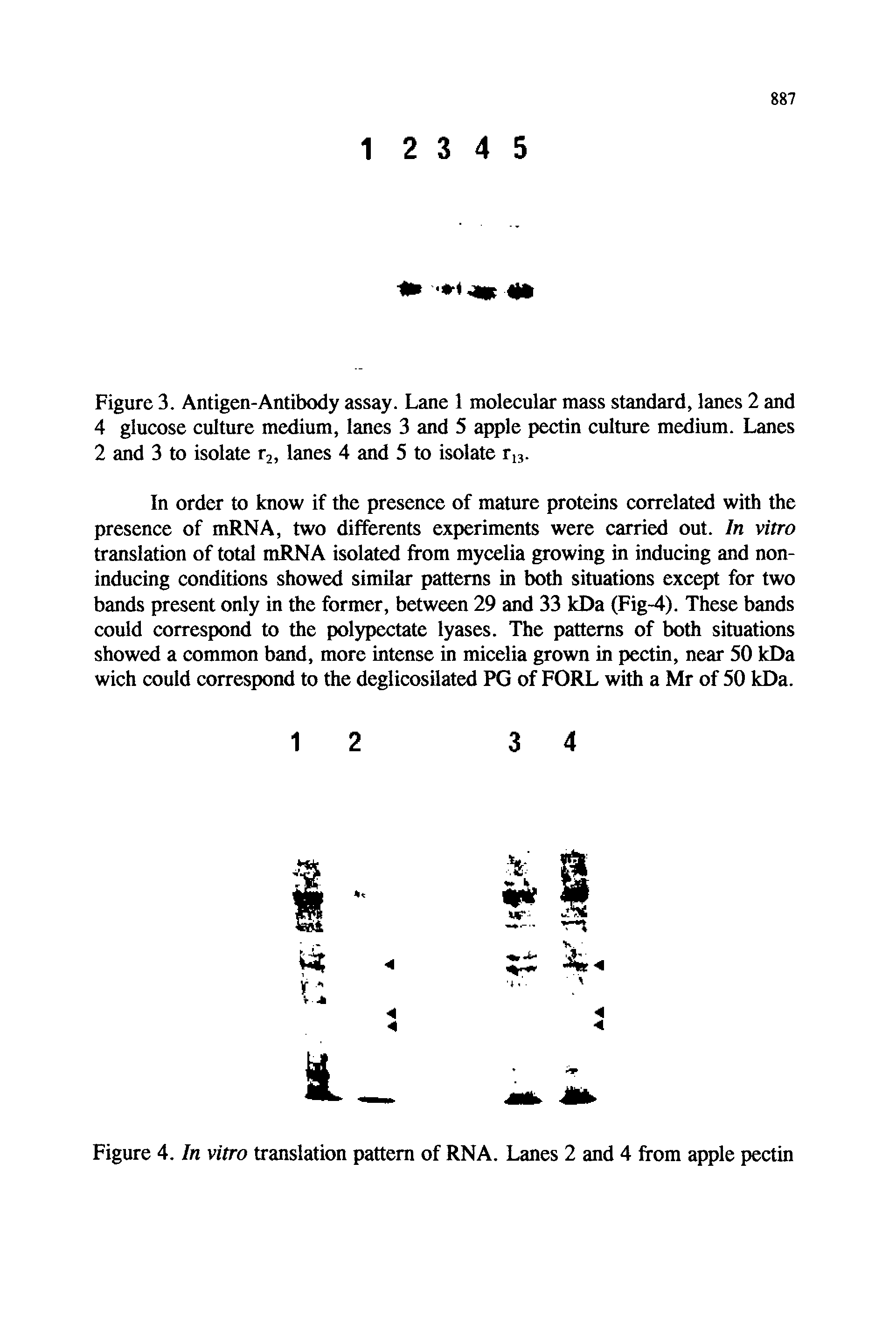 Figure 4. In vitro translation pattern of RNA. Lanes 2 and 4 from apple pectin...