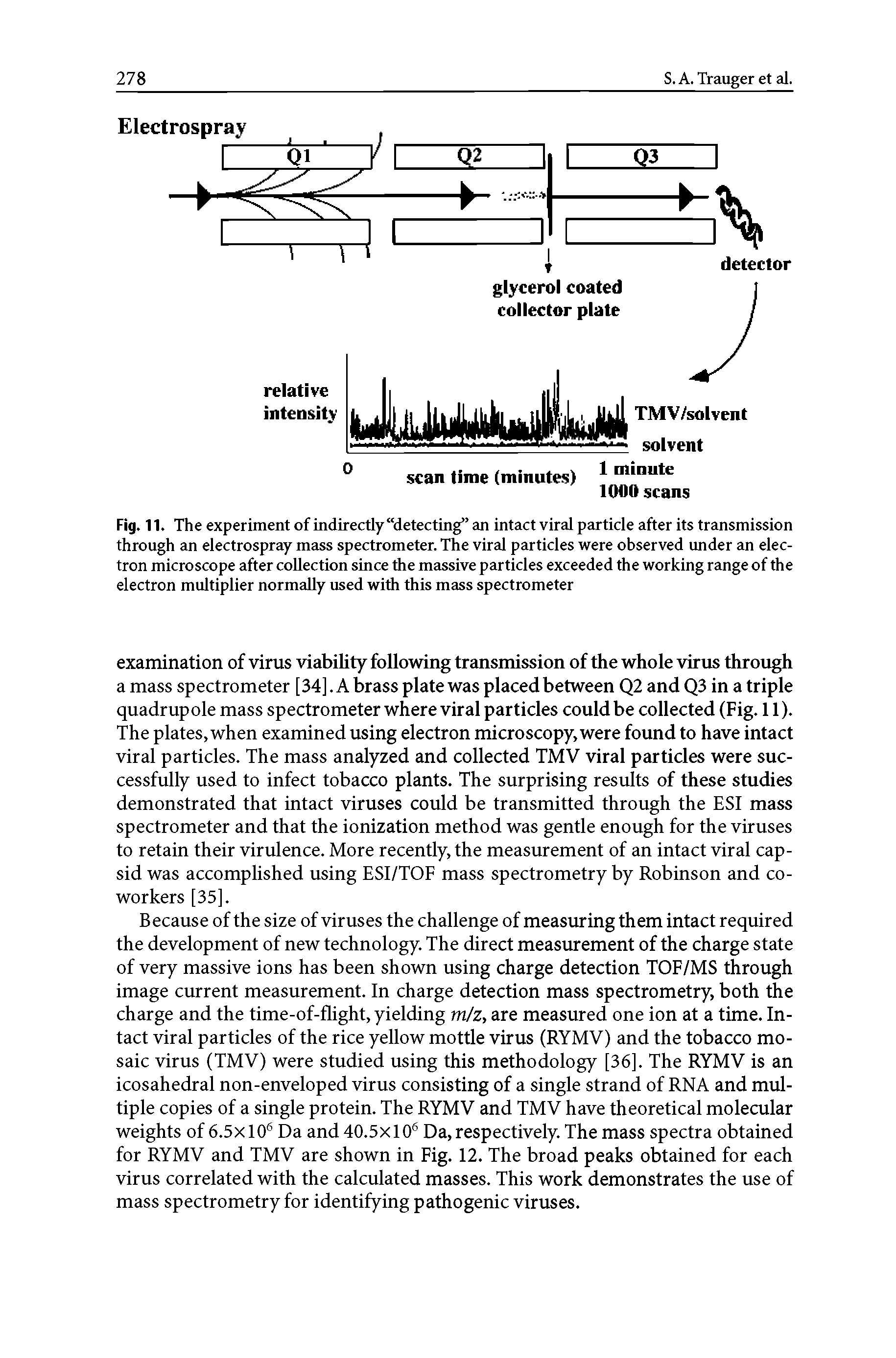 Fig. 11. The experiment of indirectly detecting an intact viral particle after its transmission through an electrospray mass spectrometer. The viral particles were observed under an electron microscope after collection since the massive particles exceeded the working range of the electron multiplier normally used with this mass spectrometer...