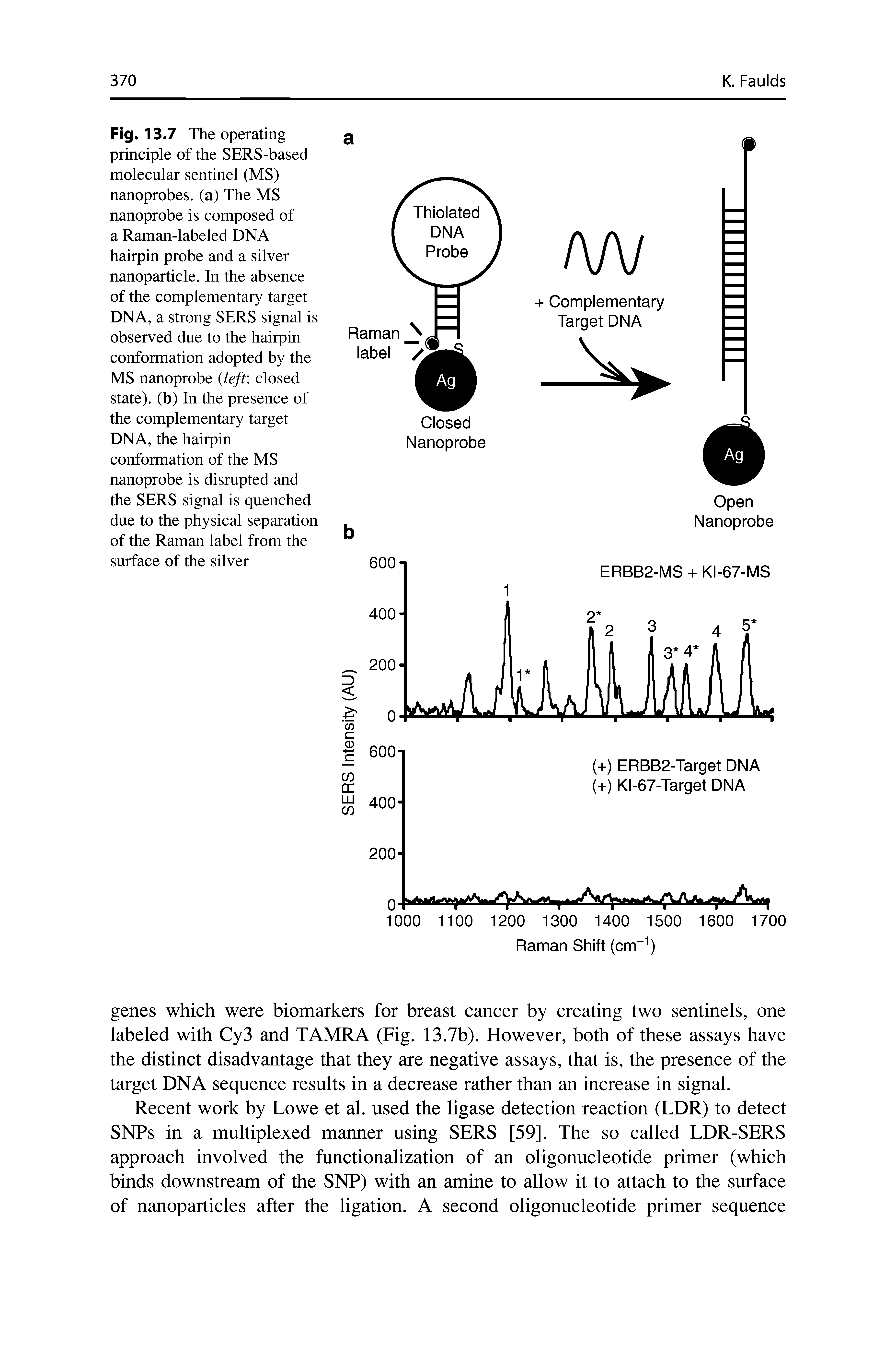 Fig. 13.7 The operating principle of the SERS-based molecular sentinel (MS) nanoprobes, (a) The MS nanoprobe is composed of a Raman-labeled DNA hairpin probe and a silver nanoparticle. In the absence of the complementary target DNA, a strong SERS signal is observed due to the hairpin conformation adopted by the MS nanoprobe (left closed state), (b) In the presence of the complementary target DNA, the hairpin conformation of the MS nanoprobe is disrupted and the SERS signal is quenched due to the physical separation of the Raman label from the surface of the silver...