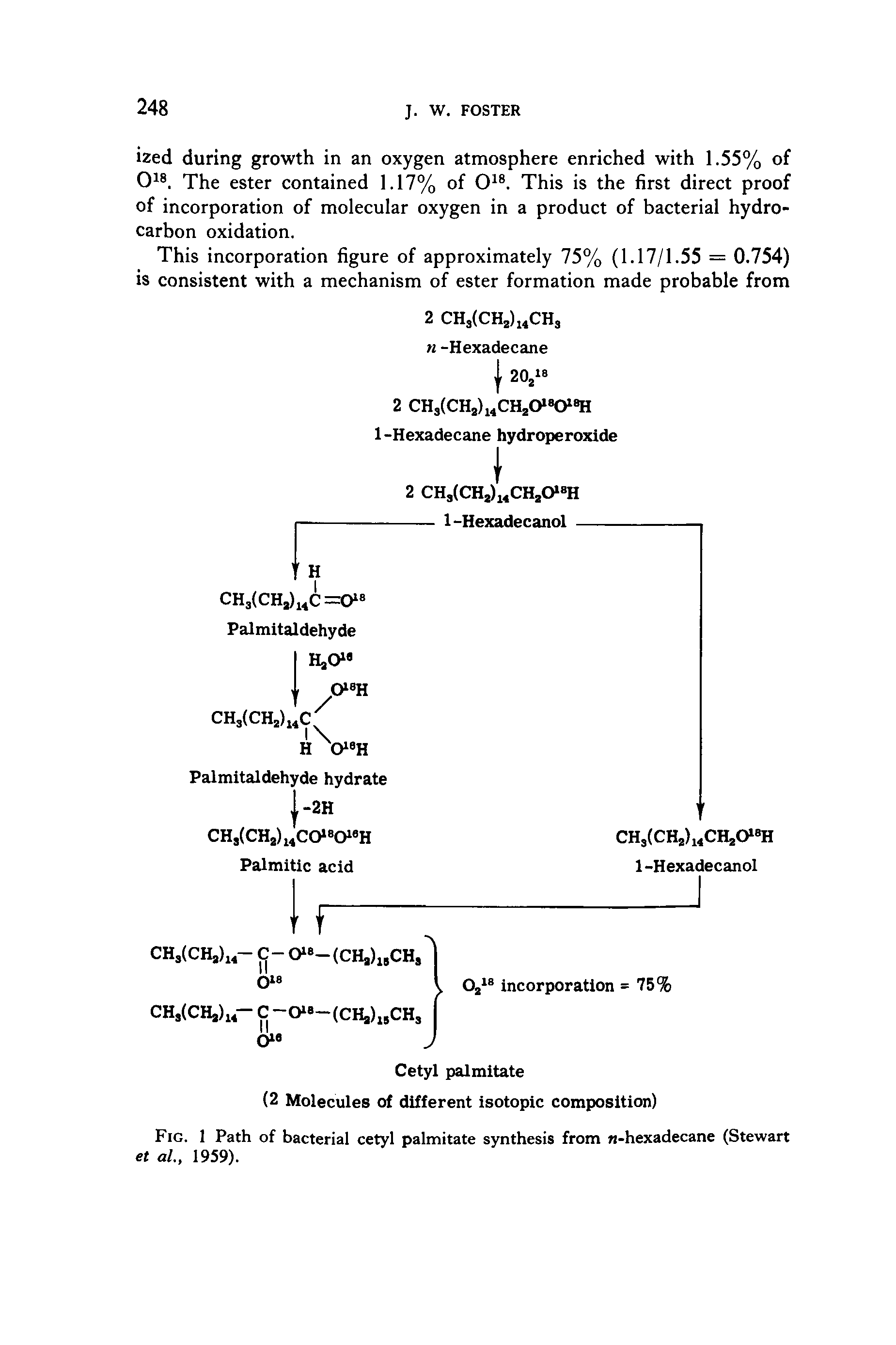 Fig. 1 Path of bacterial cetyl palmitate synthesis from -hexadecane (Stewart et al 1959).