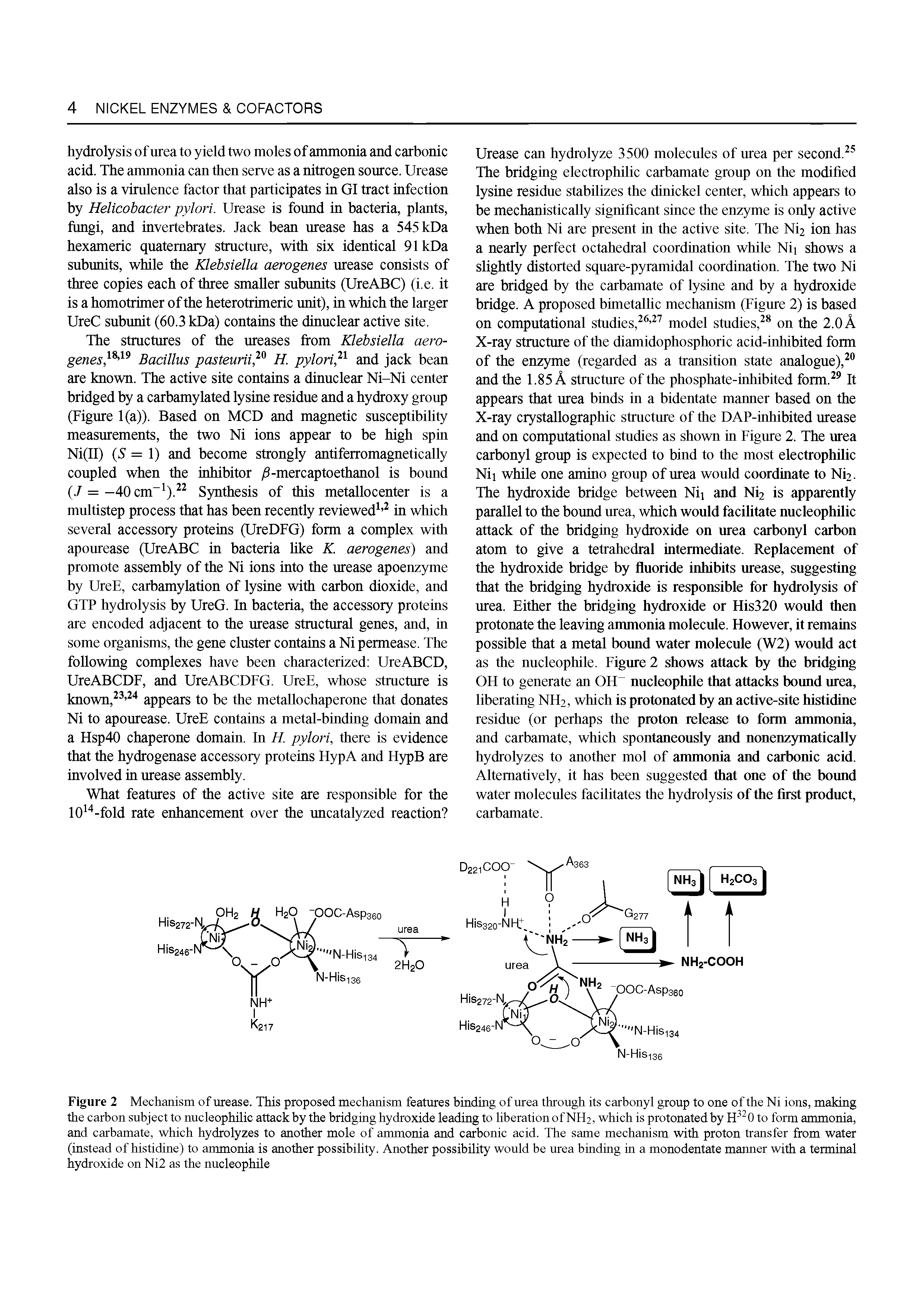 Figure 2 Mechanism of urease. This proposed mechanism features binding of urea through its carbonyl group to one of the Ni ions, making the carbon subject to nucleophilic attack by the bridging hydroxide leading to liberation of NH2, which is protonated by to form ammonia,...