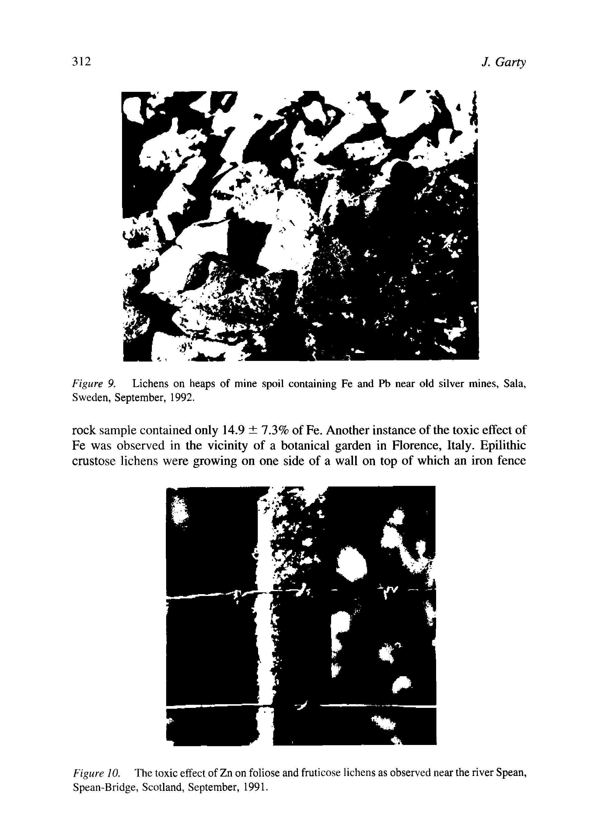 Figure 10. The toxic effect of Zn on foliose and fruticose lichens as observed near the river Spean, Spean-Bridge, Scotland, September, 1991.