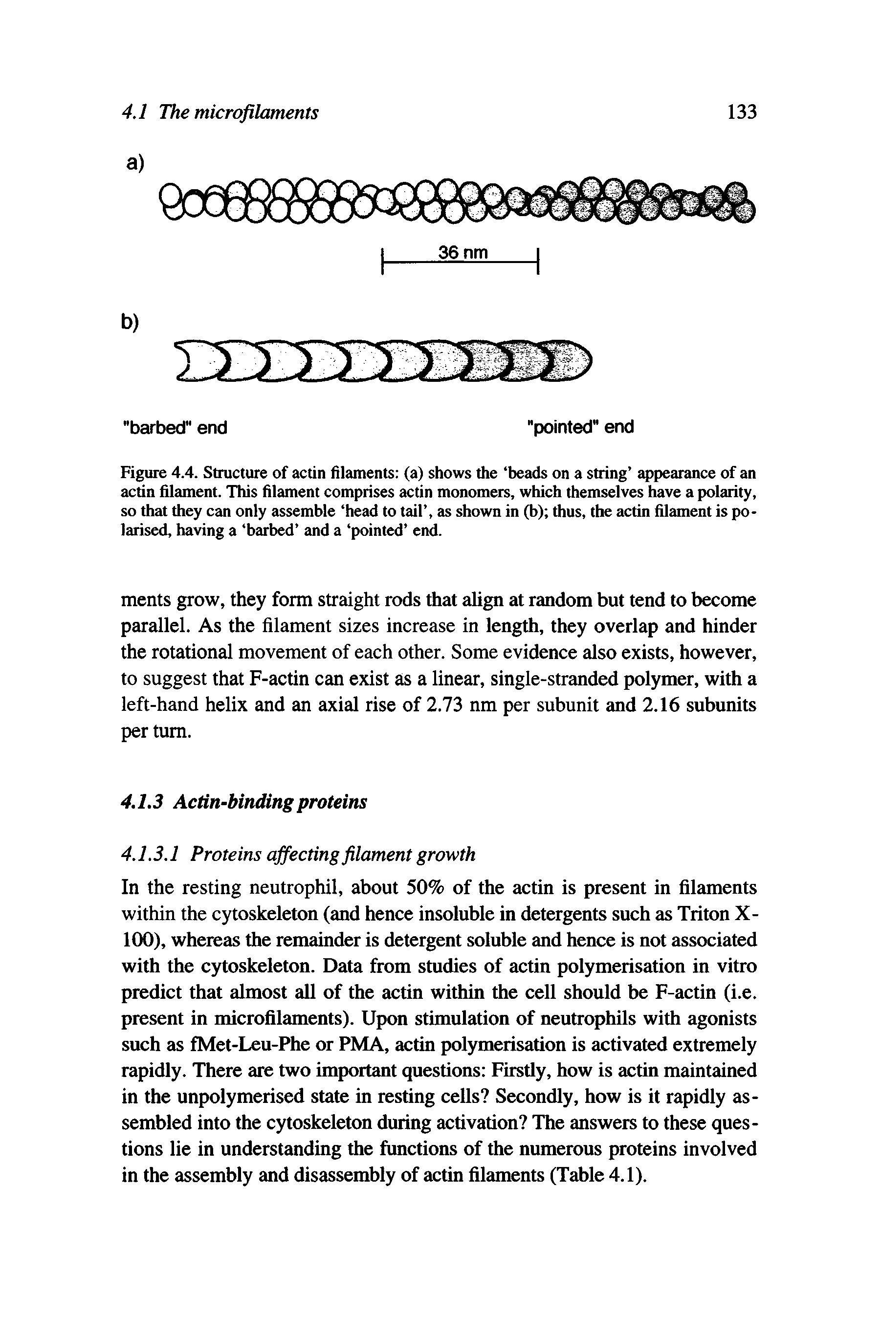 Figure 4.4. Structure of actin filaments (a) shows the beads on a string appearance of an actin filament. This filament comprises actin monomers, which themselves have a polarity, so that they can only assemble head to tail , as shown in (b) thus, the actin filament is polarised, having a barbed and a pointed end.