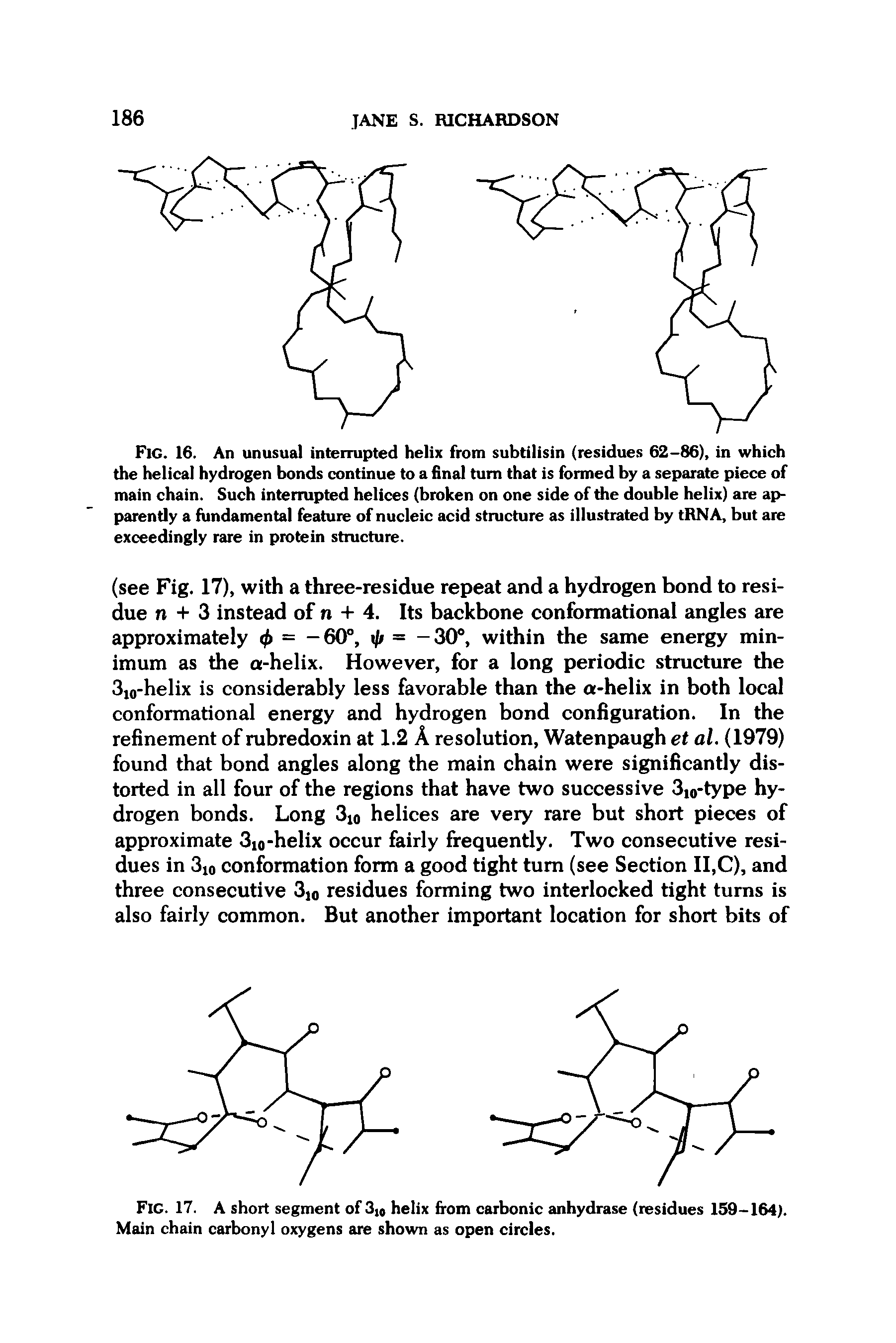 Fig. 16. An unusual interrupted helix from subtilisin (residues 62-86), in which the helical hydrogen bonds continue to a final tum that is formed by a separate piece of main chain. Such interrupted helices (broken on one side of the double helix) are apparently a fundamental feature of nucleic acid structure as illustrated by tRNA, but are exceedingly rare in protein structure.