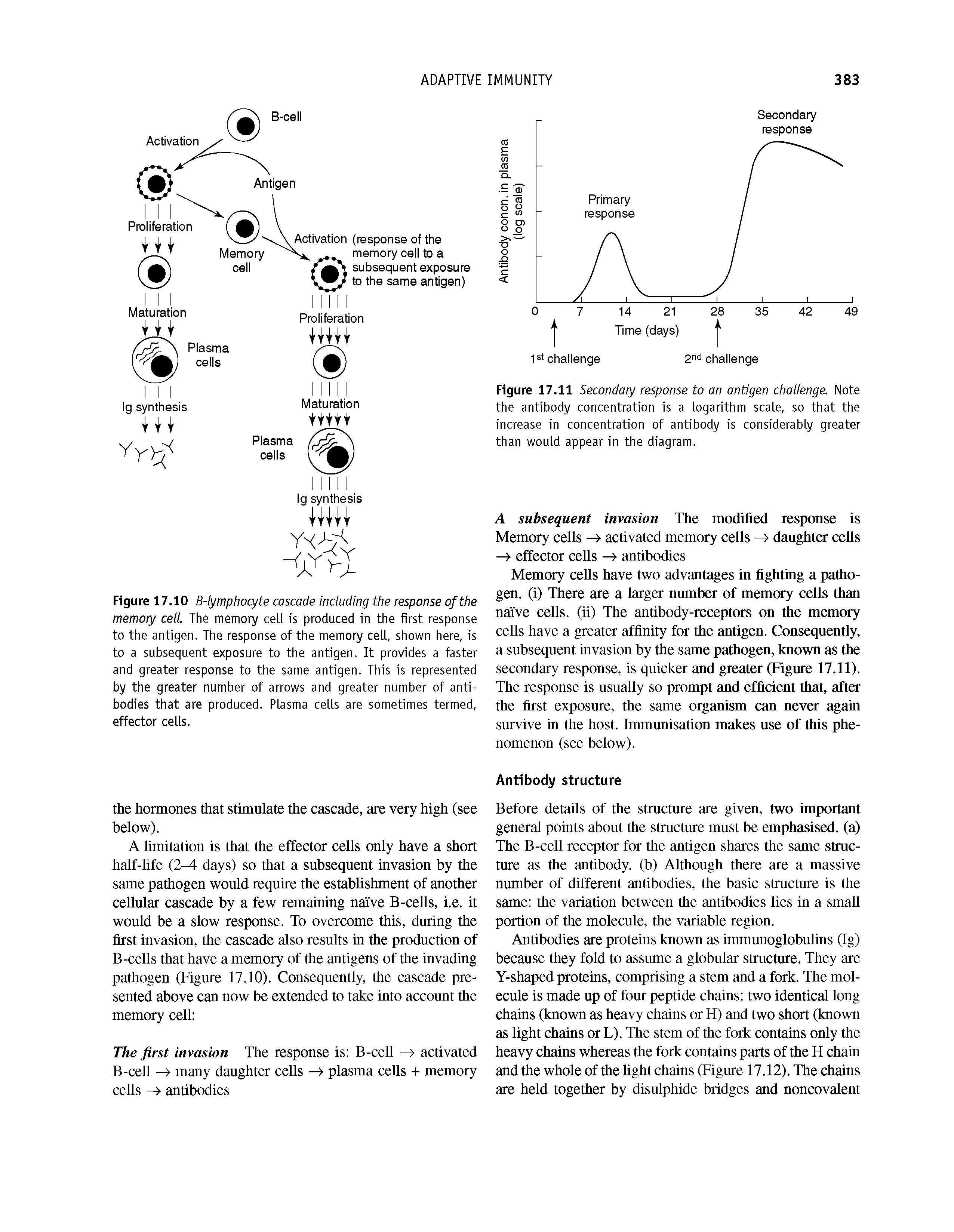 Figure 17.11 Secondary response to an antigen challenge. Note the antibody concentration is a logarithm scale, so that the increase in concentration of antibody is considerably greater than would appear in the diagram.