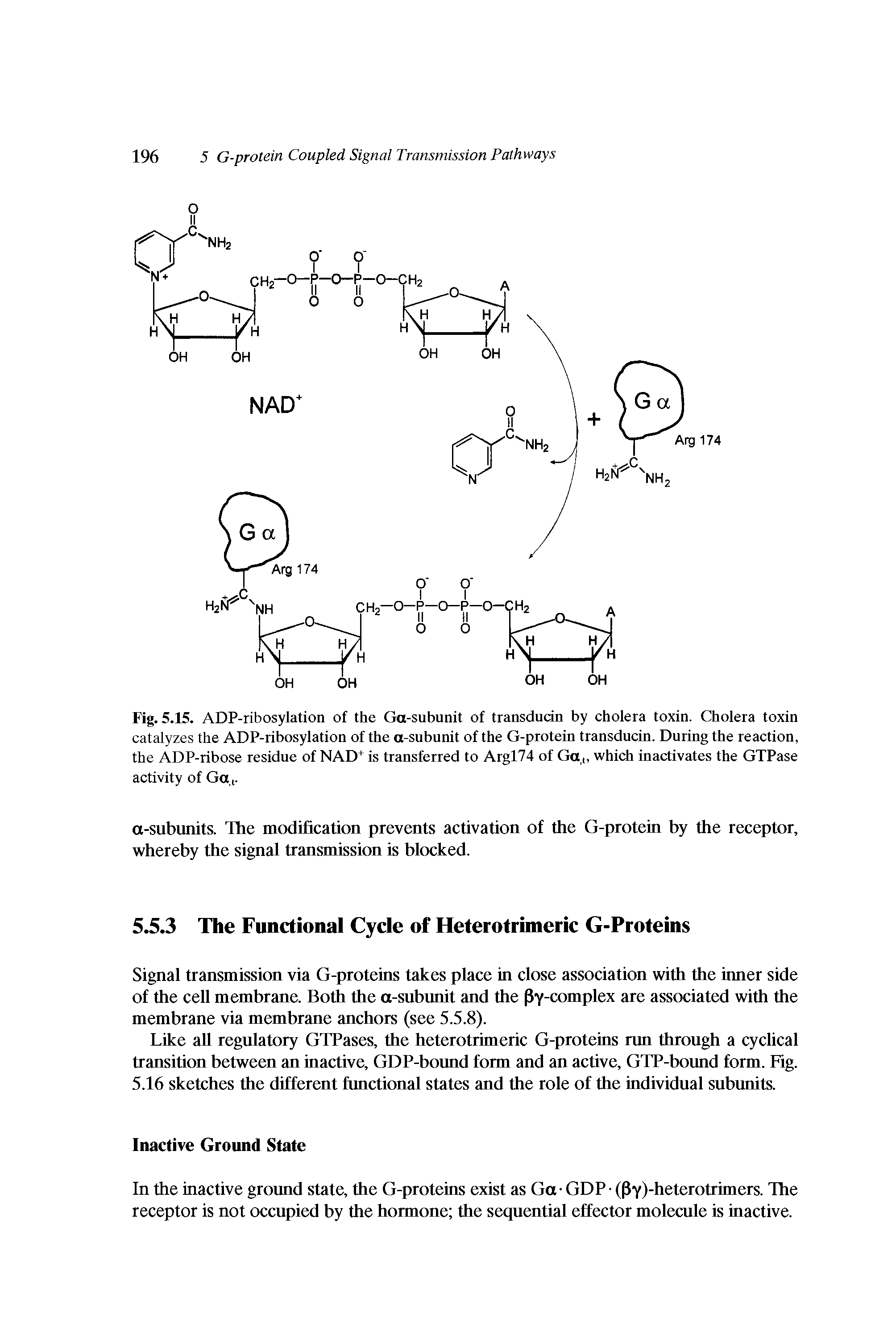 Fig. 5.15. ADP-ribosylation of the Ga-subunit of transdudn by cholera toxin. Cholera toxin catalyzes the ADP-ribosylation of the a-subunit of the G-protein transducin. During the reaction, the ADP-ribose residue of NAD+ is transferred to Argl74 of Ga which inactivates the GTPase activity of Ga i-...